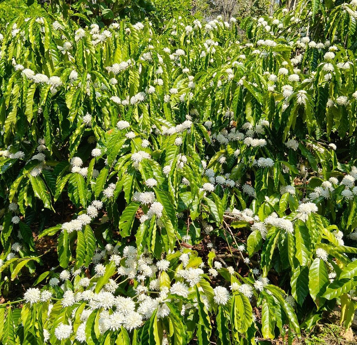 ಮೂಡಿಗೆರೆ | ಕೊಯ್ಲಿಗೂ ಮೊದಲೇ ಅರಳಿದ ಕಾಫಿ 