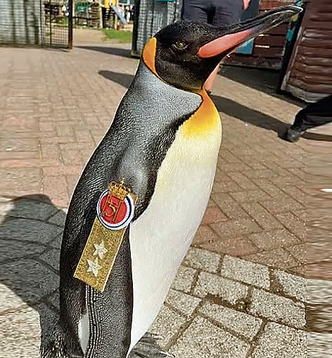 ಸಂಗತ: ‘ನೈಟ್‌ಹುಡ್ ಪೆಂಗ್ವಿನ್‌’ಗೆ ಸೇನಾ ಸಮ್ಮಾನ