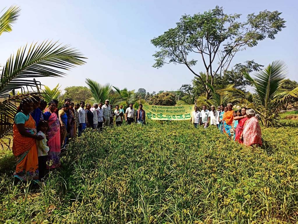 ಮಾಗಡಿ | ತಟವಾಳು ಗ್ರಾಮದಲ್ಲಿ ರಾಗಿ ತಳಿ ಕ್ಷೇತ್ರೋತ್ಸವ
