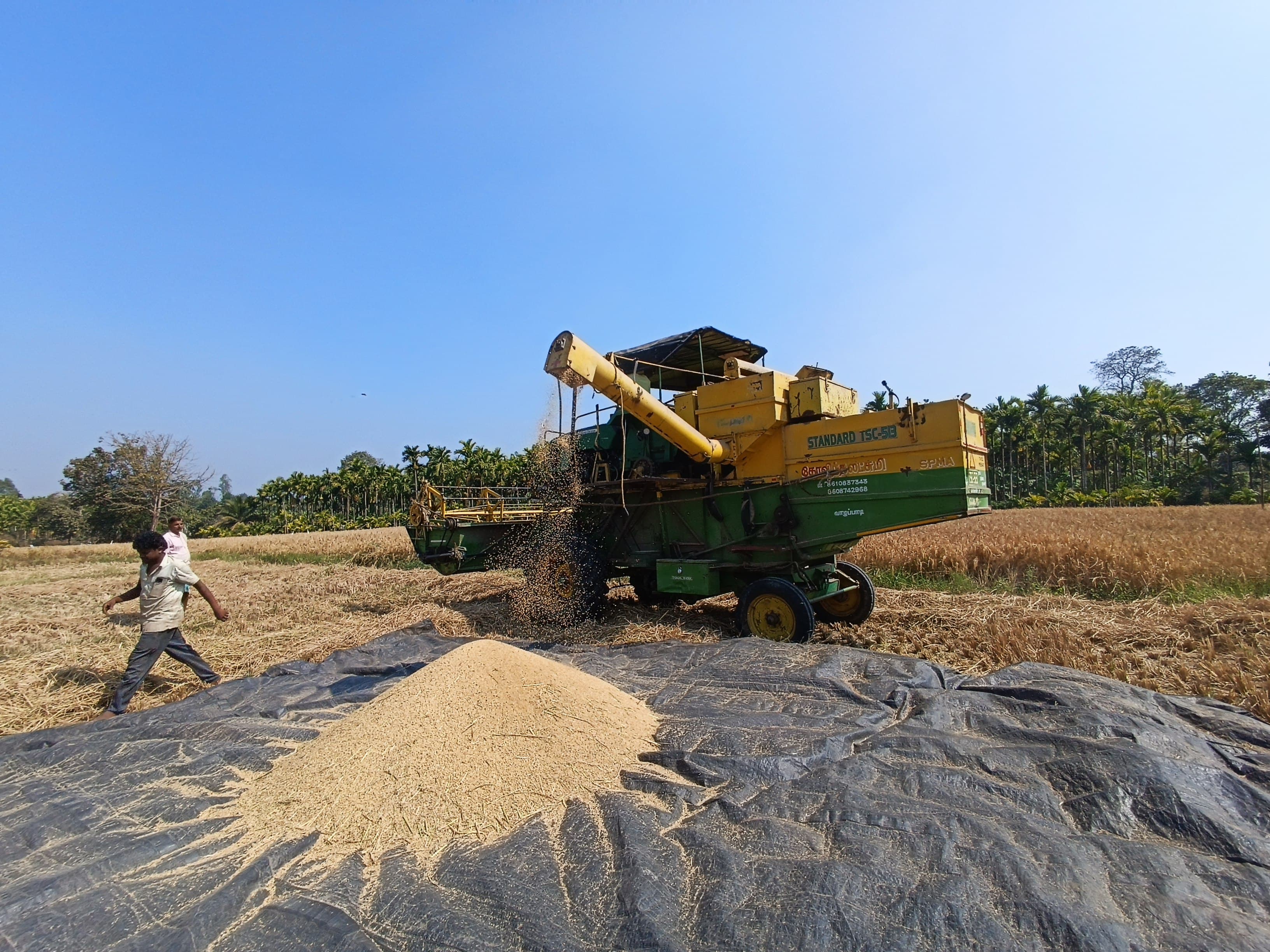 ಸೊರಬ ತಾಲ್ಲೂಕಿನಲ್ಲಿ‌ ಭತ್ತದ ಕಟಾವಿನಲ್ಲಿ ನಿರತರಾದ ರೈತರು
