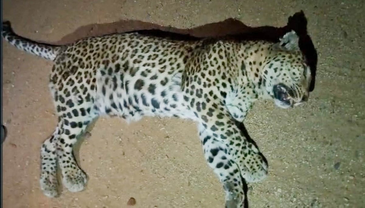 ಅಪರಿಚಿತ ವಾಹನ ಡಿಕ್ಕಿ: ಹೆಣ್ಣು ಚಿರತೆ ಸಾವು