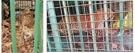 ತಿಪಟೂರು: ಒಂದೇ ದಿನ ಎರಡು ಚಿರತೆ ಬೋನಿಗೆ