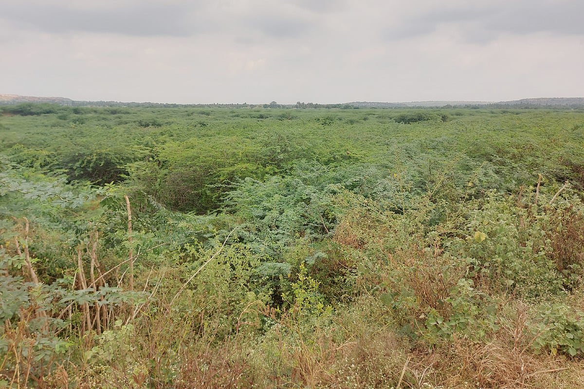 ಬಾದಾಮಿ | ಜಿಲ್ಲೆಯ ದೊಡ್ಡ ಕೆರೆಯಲ್ಲಿ ಬೆಳೆದ ಜಾಲಿ