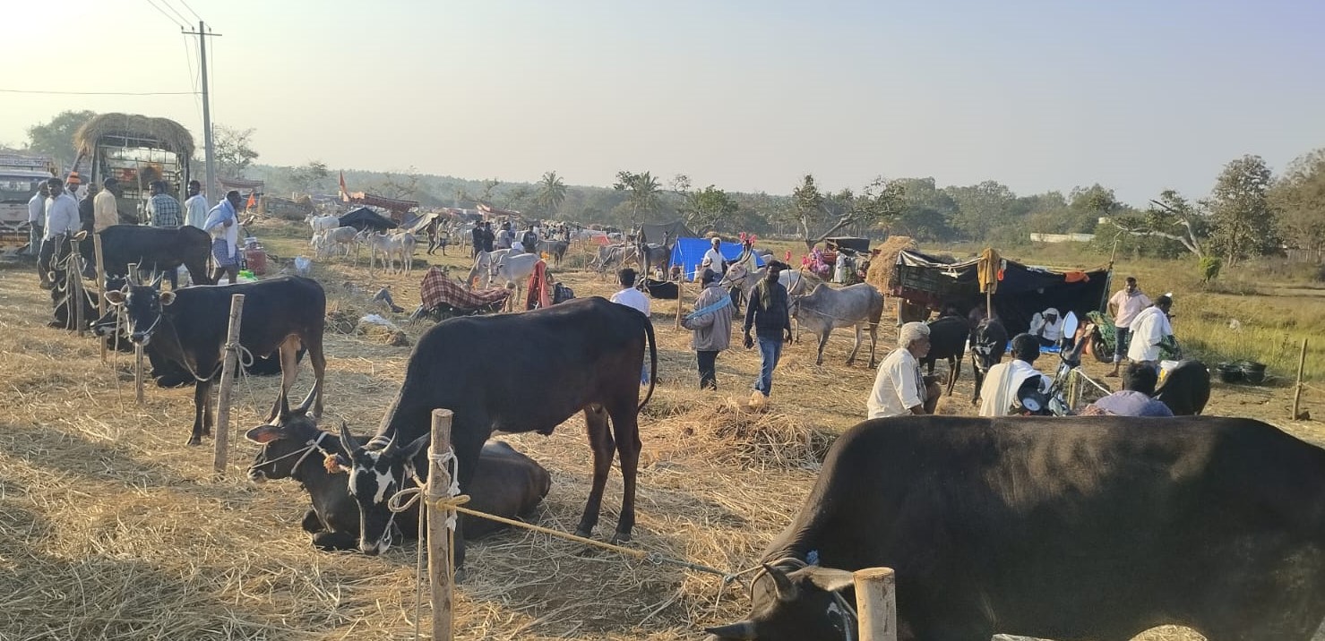 ಕೆ.ಆರ್.ಪೇಟೆ ತಾಲ್ಲೂಕಿನ ಹೇಮಗಿರಿಯಲ್ಲಿ ಈಗ ದನಗಳ ಜಾತ್ರೆ ಮೇಳೈಸಿದ್ದು ಹಳ್ಳಿಕಾರ್ ಅಮೃತ ಮಹಲ್ ಮತ್ತು ದೇಸಿ ತಳಿಗಳು ಮೇಳೈಸಿದೆ