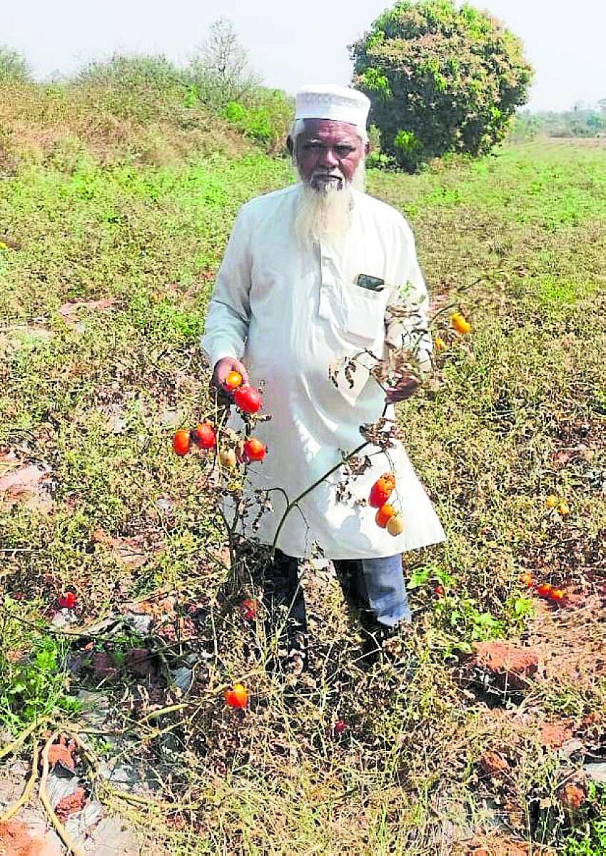 ಲಕ್ಷ್ಮೇಶ್ವರ | ಟೊಮೆಟೊ ದರ ಕುಸಿತ: ರೈತ ಕಂಗಾಲು