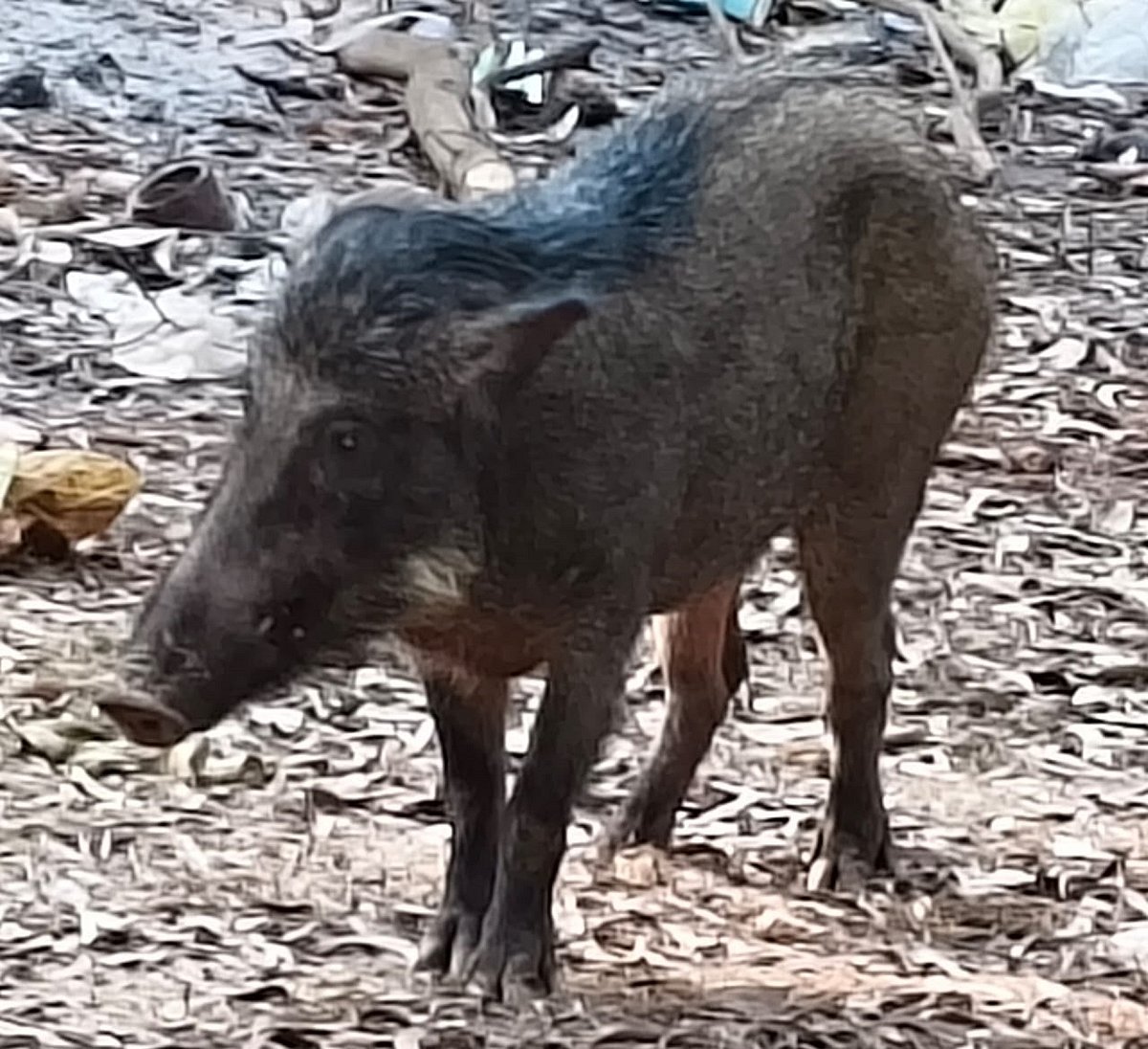 ಗೋಕರ್ಣ | ಗಾಯಗೊಂಡ ಕಾಡುಹಂದಿಯ ರಕ್ಷಣೆ