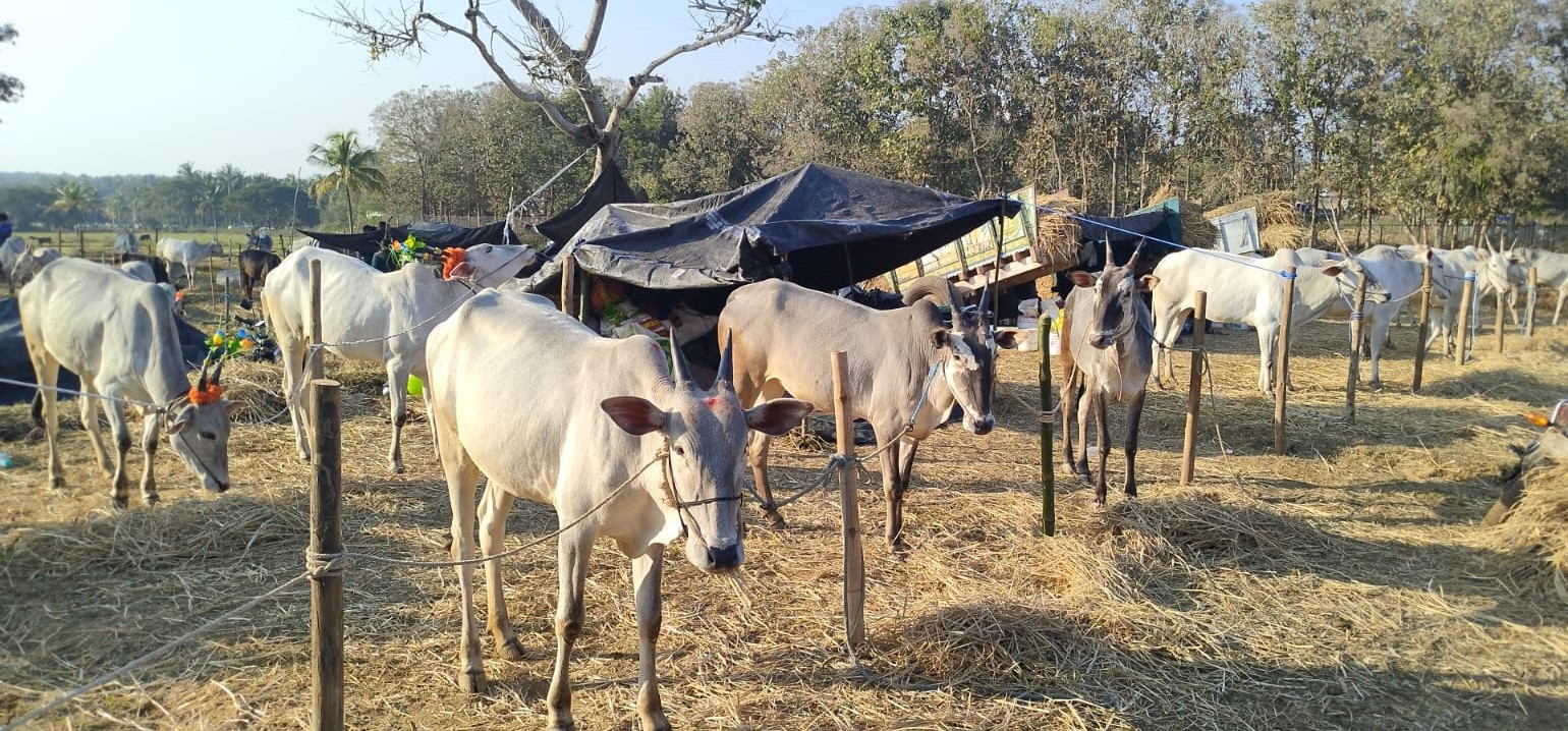 ಕೆ.ಆರ್.ಪೇಟೆ ತಾಲ್ಲೂಕಿನ ಹೇಮಗಿರಿಯಲ್ಲಿ ಈಗ ದನಗಳ ಜಾತ್ರೆ ಮೇಳೈಸಿದ್ದು ಹಳ್ಳಿಕಾರ್ ಅಮೃತ ಮಹಲ್ ಮತ್ತು ದೇಸಿ ತಳಿಗಳು ಮೇಳೈಸಿದೆ