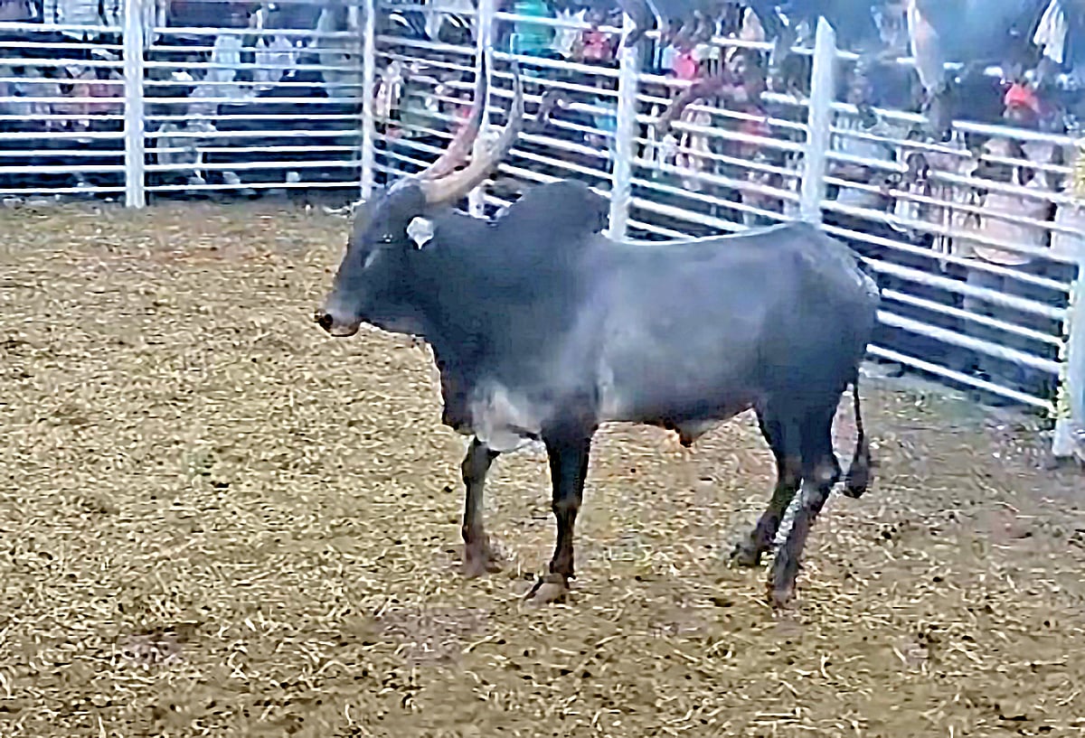 ಚಿಕ್ಕಮಗಳೂರು: ₹2.32 ಲಕ್ಷಕ್ಕೆ ಹೋರಿ ಹರಾಜು