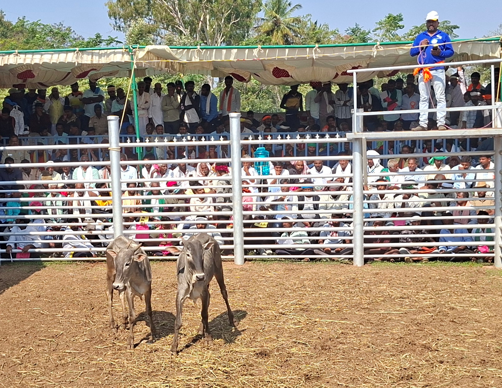 ಅಮೃತಮಹಲ್‌ ಹೋರಿಕರುಗಳ ಹರಾಜಿನಲ್ಲಿ ಅಜ್ಜಂಪುರ ಕೇಂದ್ರದ ‘ಎ24-37 ಗಂಗೆ ಎ24-40 ಗಾಳಿಕೆರೆ’ ಜೋಡಿ ಕರುಗಳು ಹೆಚ್ಚಿನ ಮೌಲ್ಯಕ್ಕೆ ಮಾರಾಟವಾದವು