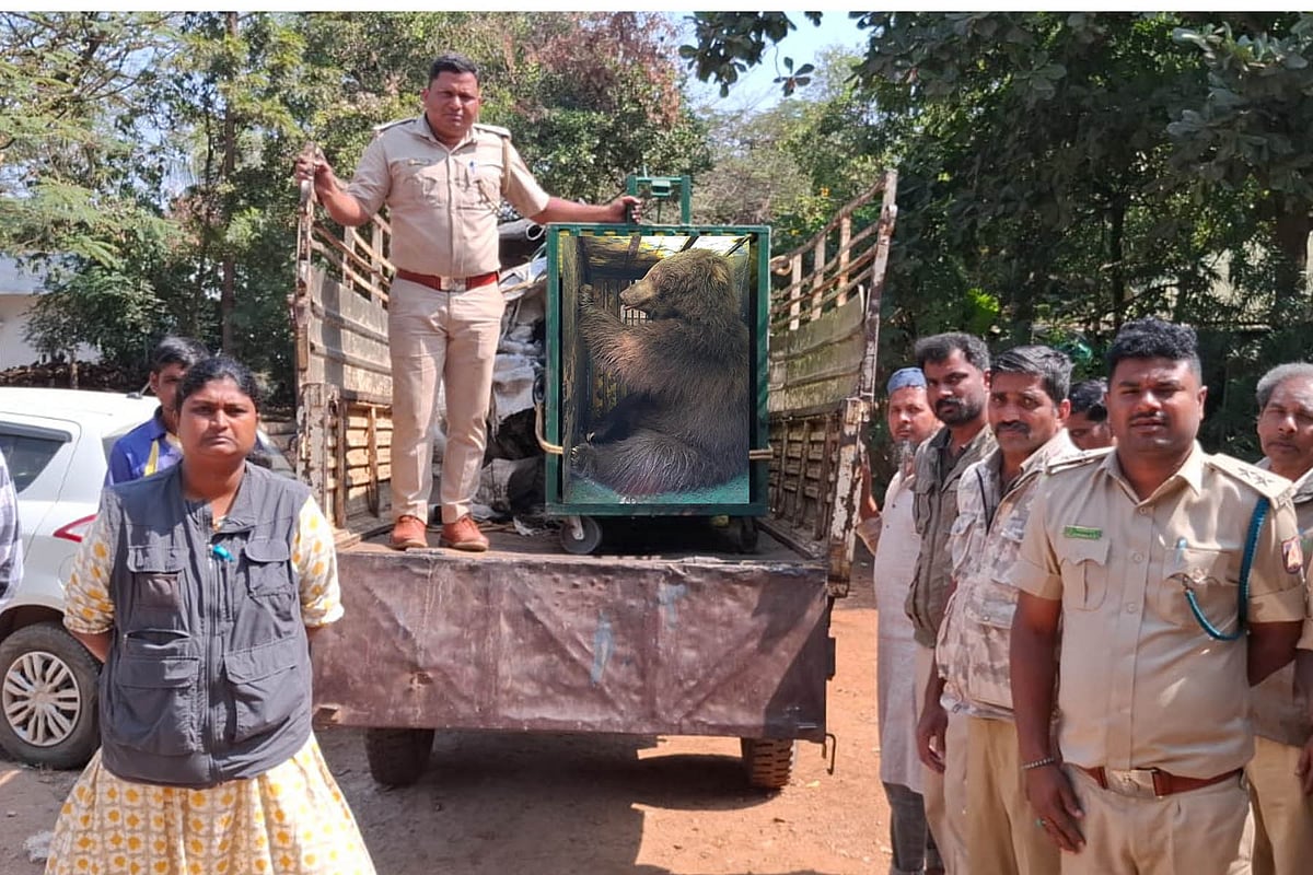 ಚನ್ನಗಿರಿ: ಬೋನಿಗೆ ಬಿದ್ದ ಗಂಡು ಕರಡಿ