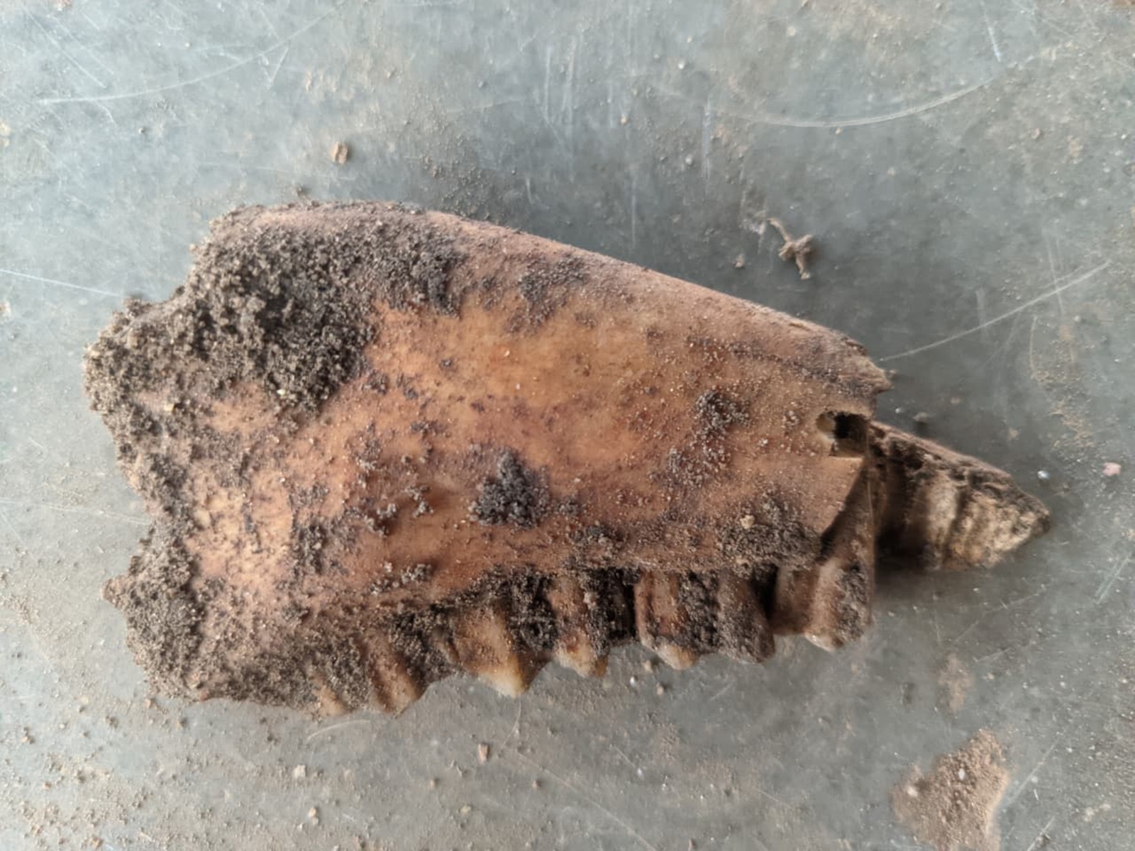 ಮೂಳೆಯ ಚೂರು