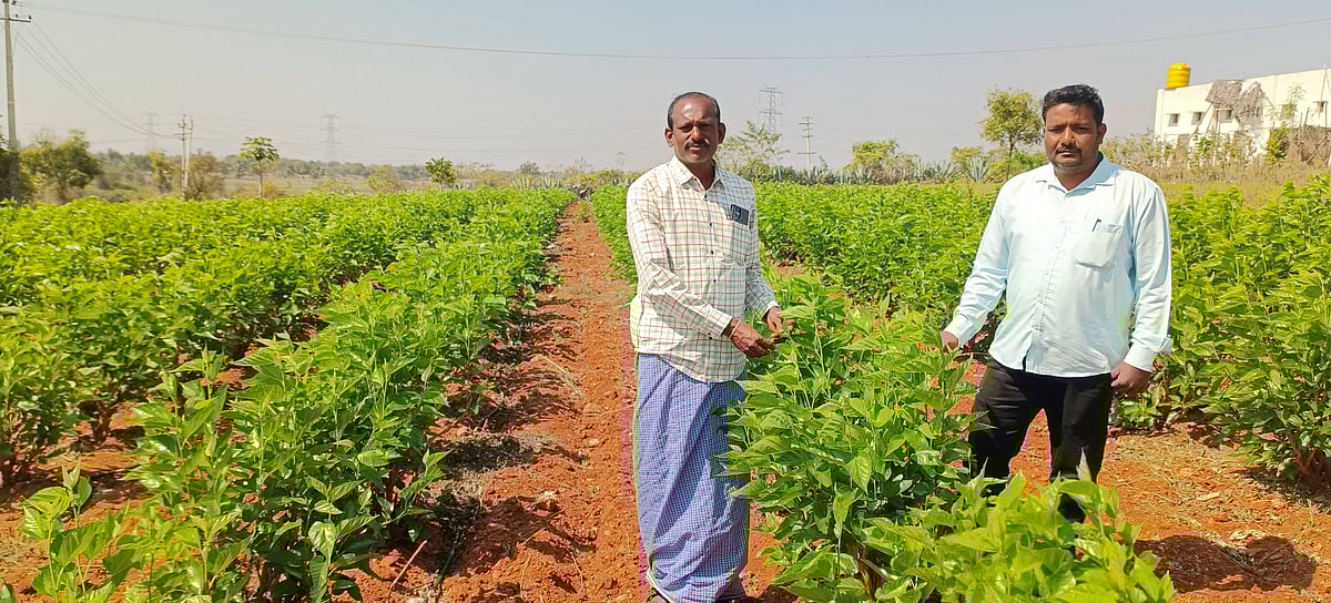 ಮಧುಗಿರಿ: ರೇಷ್ಮೆ ಬೆಳೆದು ಲಾಭ ಗಳಿಸಿದ ರೈತ