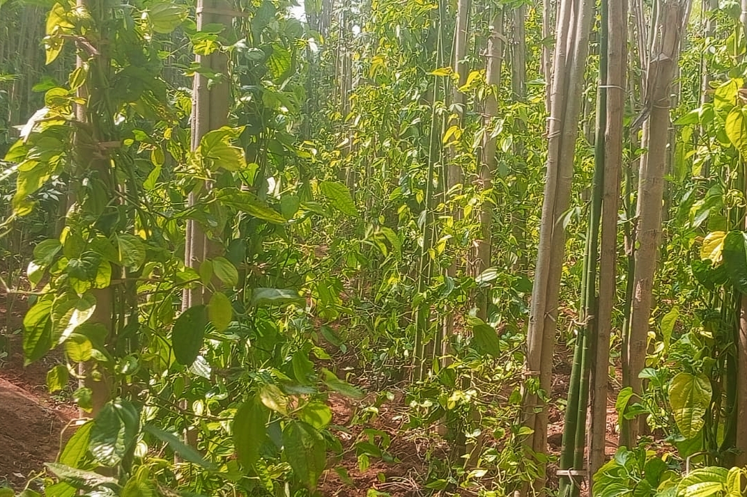 ಇಳಕಲ್ ತಾಲ್ಲೂಕಿನ ಗಾಣದಾಳ ಗ್ರಾಮದ ರೈತ ನರಸಿಂಹ ದೇಸಾಯಿ ಅವರ ವೀಳ್ಯದೆಲೆ ತೋಟ