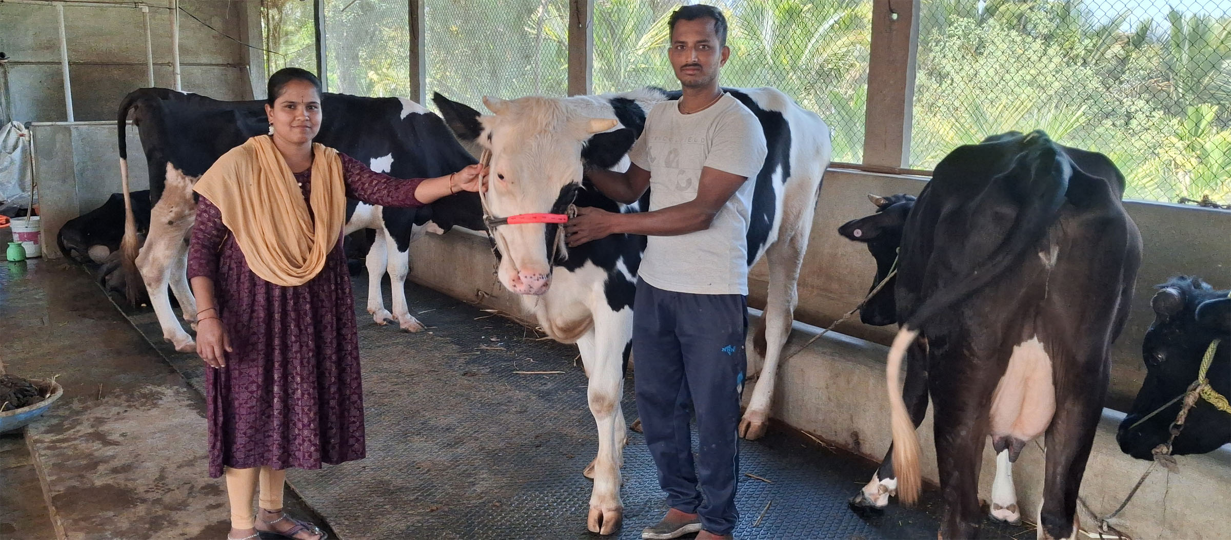 ಎರಡು ವರ್ಷದ ಕರುವಿನೊಂದಿಗೆ ಸುಮಾ ಮತ್ತು ಪತಿ ಬಸವರಾಜ