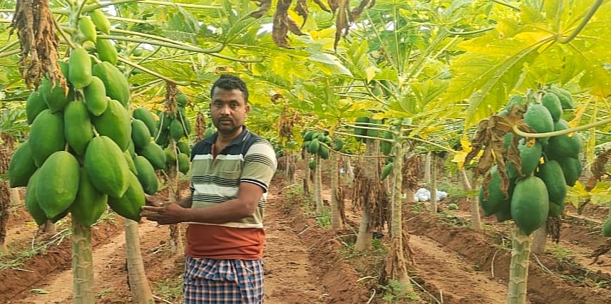 ಅಧಿಕ ಆದಾಯ ತಂದ ‘ಪಪ್ಪಾಯ’: ಇಳಕಲ್ ತಾಲ್ಲೂಕಿನ ಗಾಣದಾಳ ಗ್ರಾಮದ ರೈತನ ಸಾಧನೆ