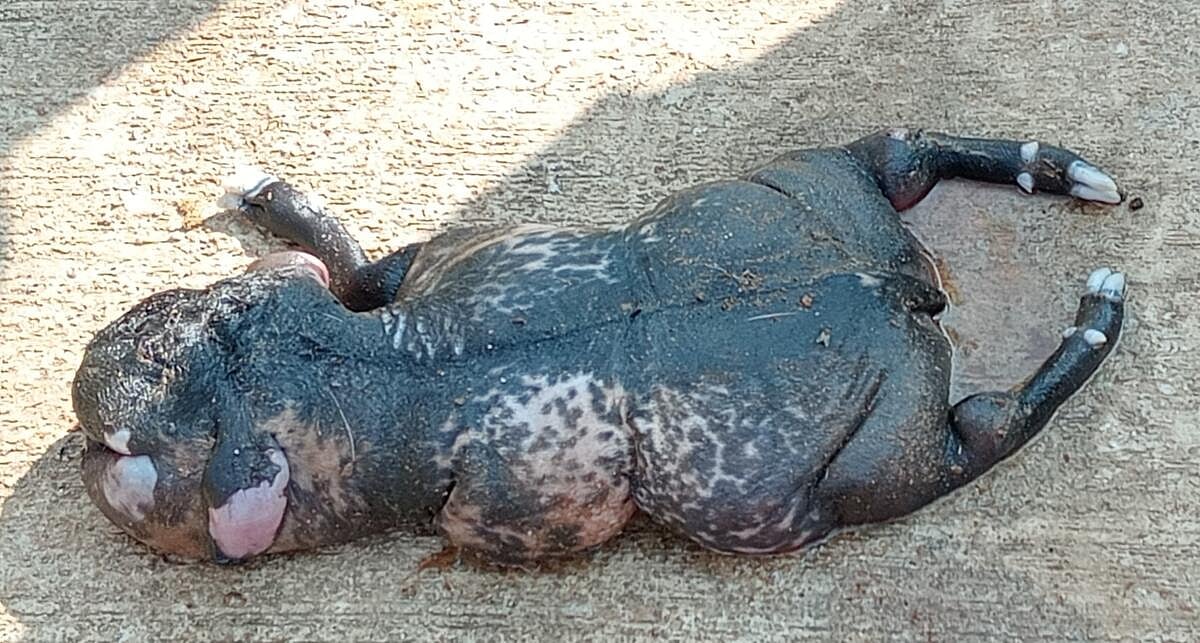 ಮಂಡ್ಯ: ಹಂದಿ ಮುಖ ಹೋಲುವ ವಿಚಿತ್ರ ಮೇಕೆ ಮರಿ ಜನನ