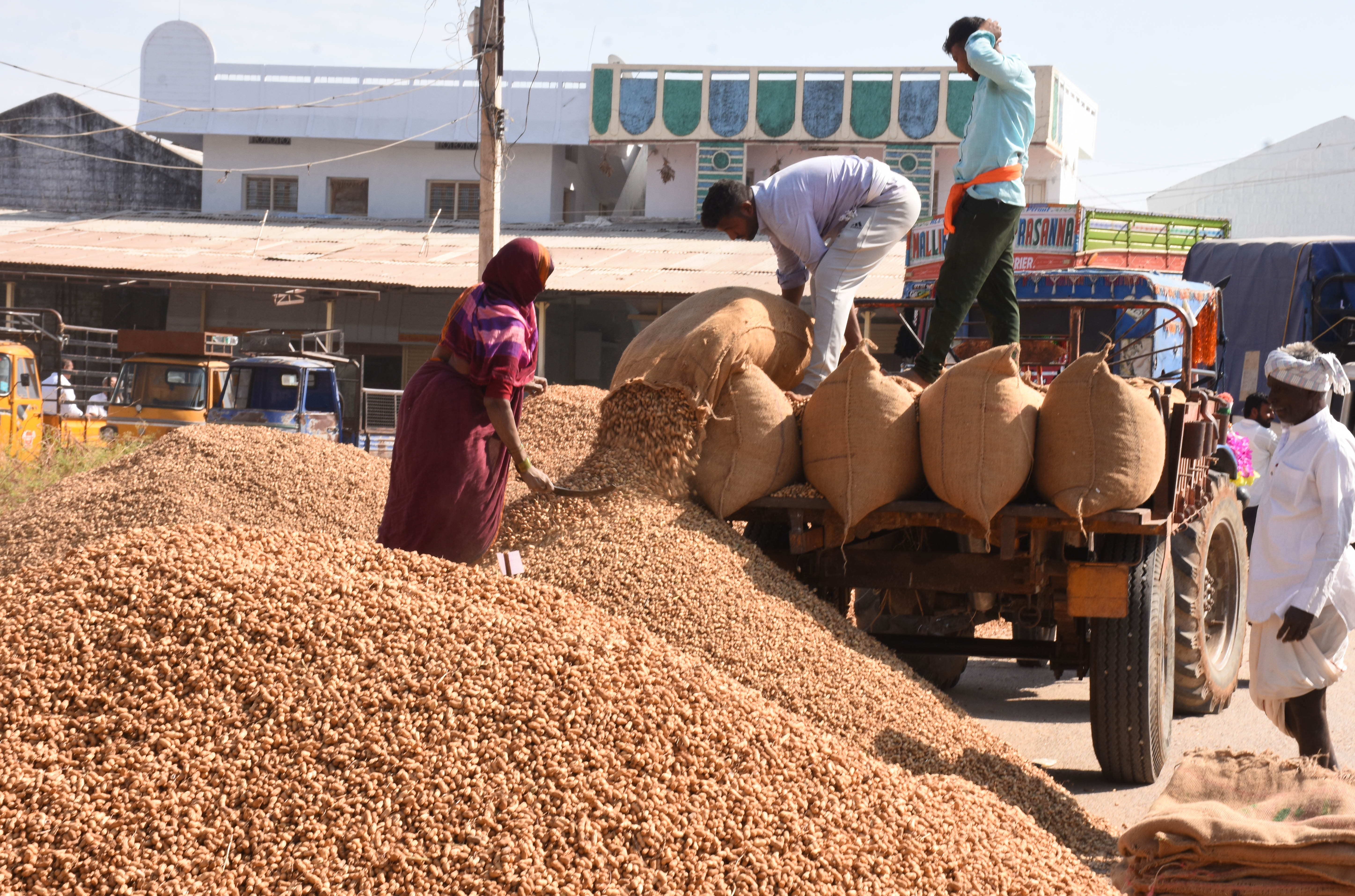ಯಾದಗಿರಿಯ ಎಪಿಎಂಸಿ ಆವರಣದಲ್ಲಿ ಚೀಲಗಳಿಂದ ಶೇಂಗಾ ಸುರಿಯುತ್ತಿರುವ ರೈತರು  ಪ್ರಜಾವಾಣಿ ಚಿತ್ರ/ ರಾಜಕುಮಾರ ನಳ್ಳಿಕರ 