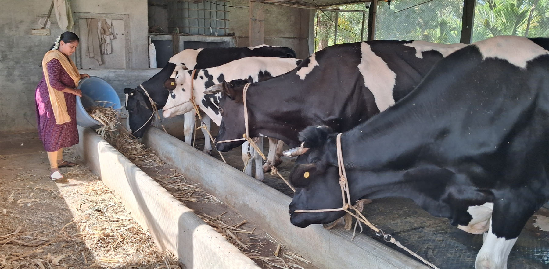 ರಾಸುಗಳಿಗೆ ಮೇವು ಹಾಕುತ್ತಿರುವ ಸುಮಾ