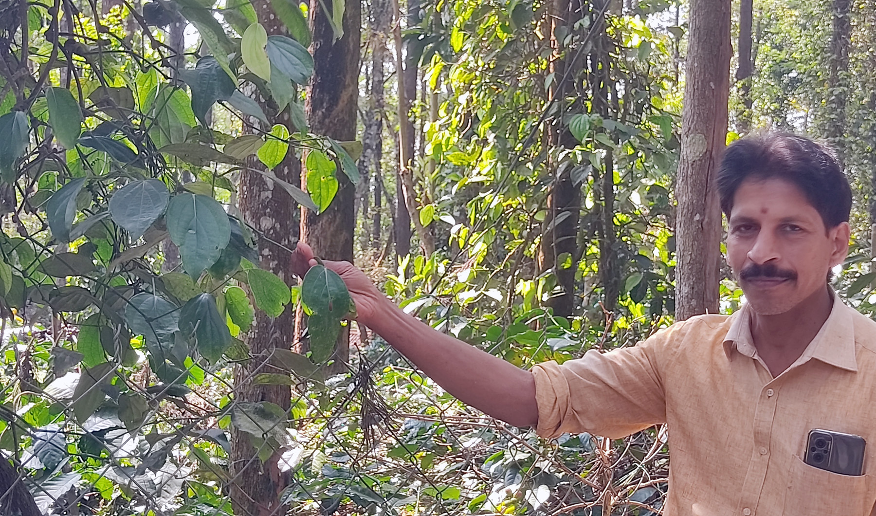 ಯಳಂದೂರು ತಾಲ್ಲೂಕಿನ ಬಿಳಿಗಿರಿಬೆಟ್ಟದಲ್ಲಿ ಕಾಳು ಮೆಣಸಿನ ಬಳ್ಳಿ ಸೊರಗು ರೋಗದಿಂದ ಇಳುವರಿ ಕಳೆದುಕೊಂಡಿರುವುದನ್ನು ಕೃಷಿಕರು ತೋರಿಸಿದರು.