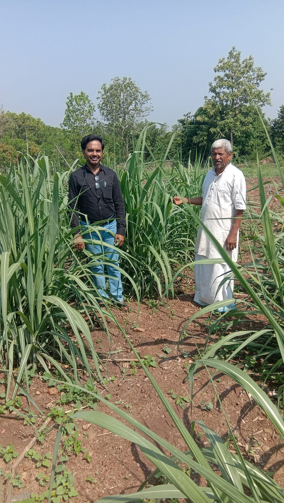 ಹುಬ್ಬಳ್ಳಿ: 75ರ ಹರೆಯದಲ್ಲೂ 4 ಎಕರೆ ಜಮೀನಿನಲ್ಲಿ ರಾಸಾಯನಿಕ ಮುಕ್ತ ಕೃಷಿ
