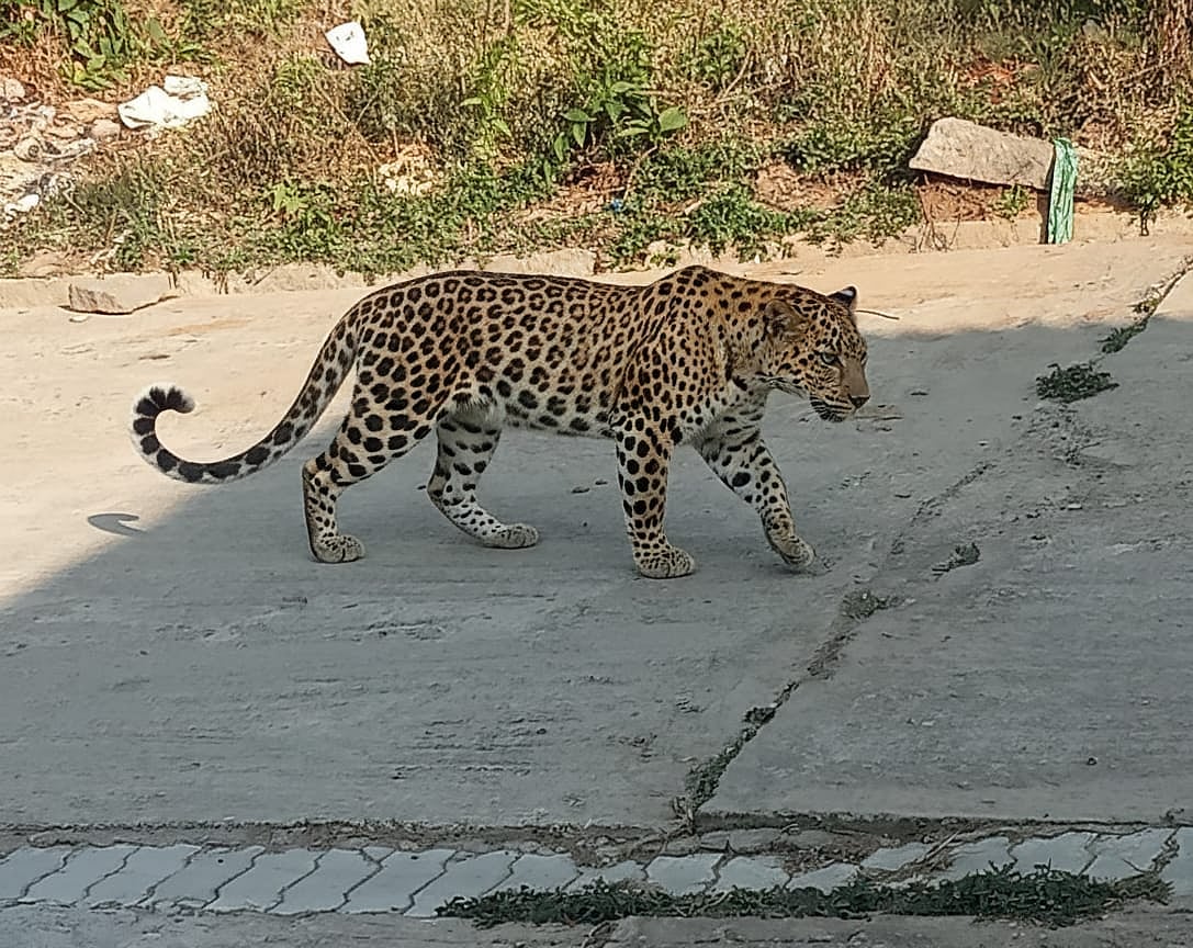 ರಾಮನಗರ: ನವಗ್ರಾಮದಲ್ಲಿ ಚಿರತೆ ಪ್ರತ್ಯಕ್ಷ 