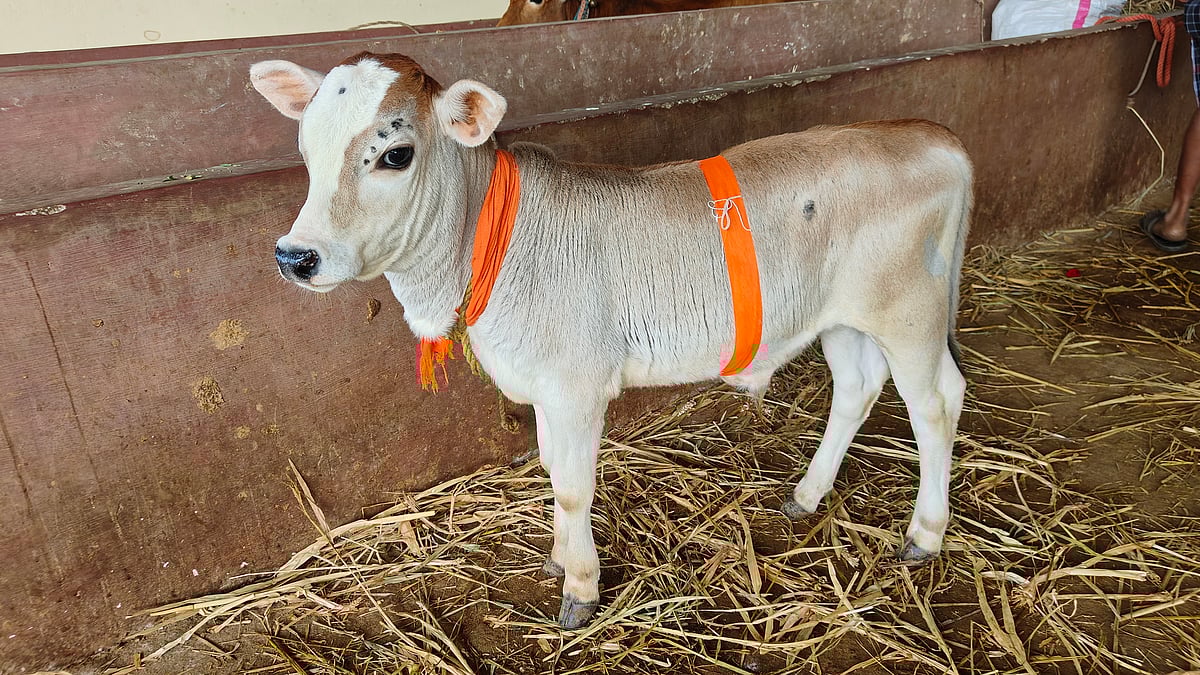 ಬಯಲು ಸೀಮೆಯಲ್ಲಿ ಕುಬ್ಜ ಪುಂಗನೂರು: ಆಂಧ್ರಪ್ರದೇಶ ತಳಿ ಅಭಿವೃದ್ಧಿಗೆ ರೈತರ ಆಸಕ್ತಿ