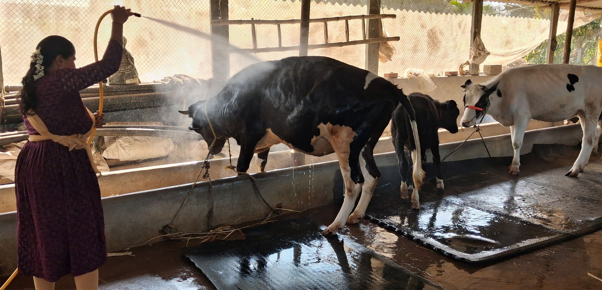 ರಾಸುಗಳನ್ನು ಮೈ ತೊಳೆಯುವುದು