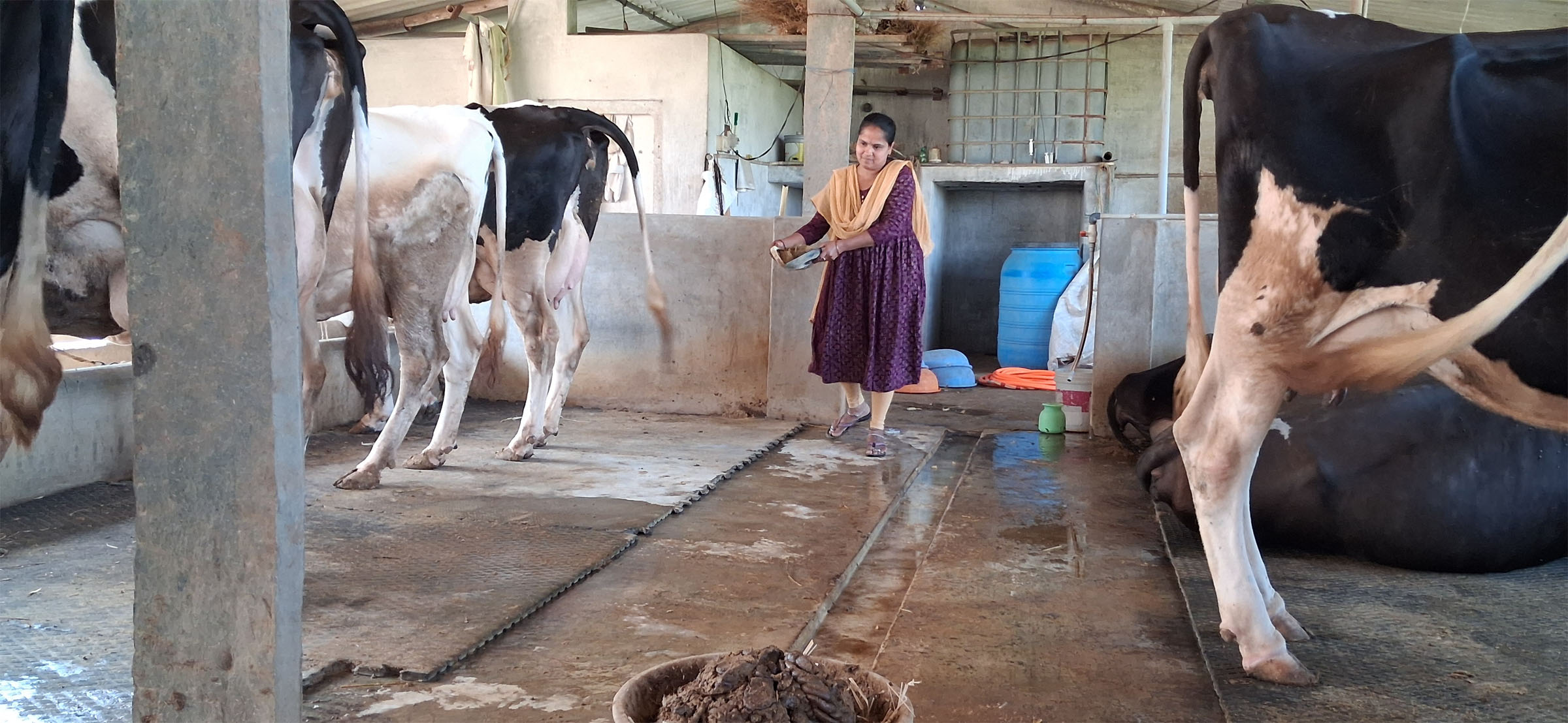 ಚಳಗೇರಿ ಗ್ರಾಮದಲ್ಲಿ ದನದ ಕೊಟ್ಟಿಗೆಯಲ್ಲಿ ಸುಮಾ ಕೊಟ್ಟಿಗೆ ಸ್ವಚ್ಛಗೊಳಿಸುತ್ತಿರುವುದು.