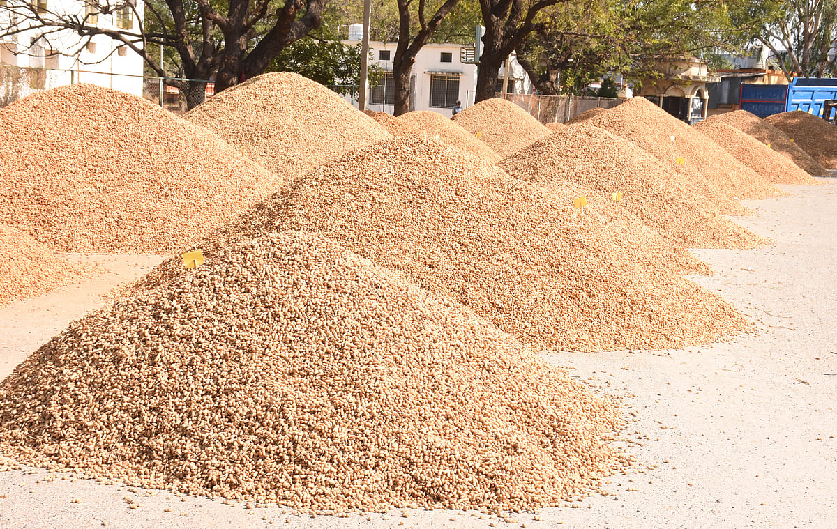 ಯಾದಗಿರಿ | ಶೇಂಗಾಕ್ಕೆ ಉತ್ತಮ ದರ: ರೈತರಲ್ಲಿ ಸಂತಸ