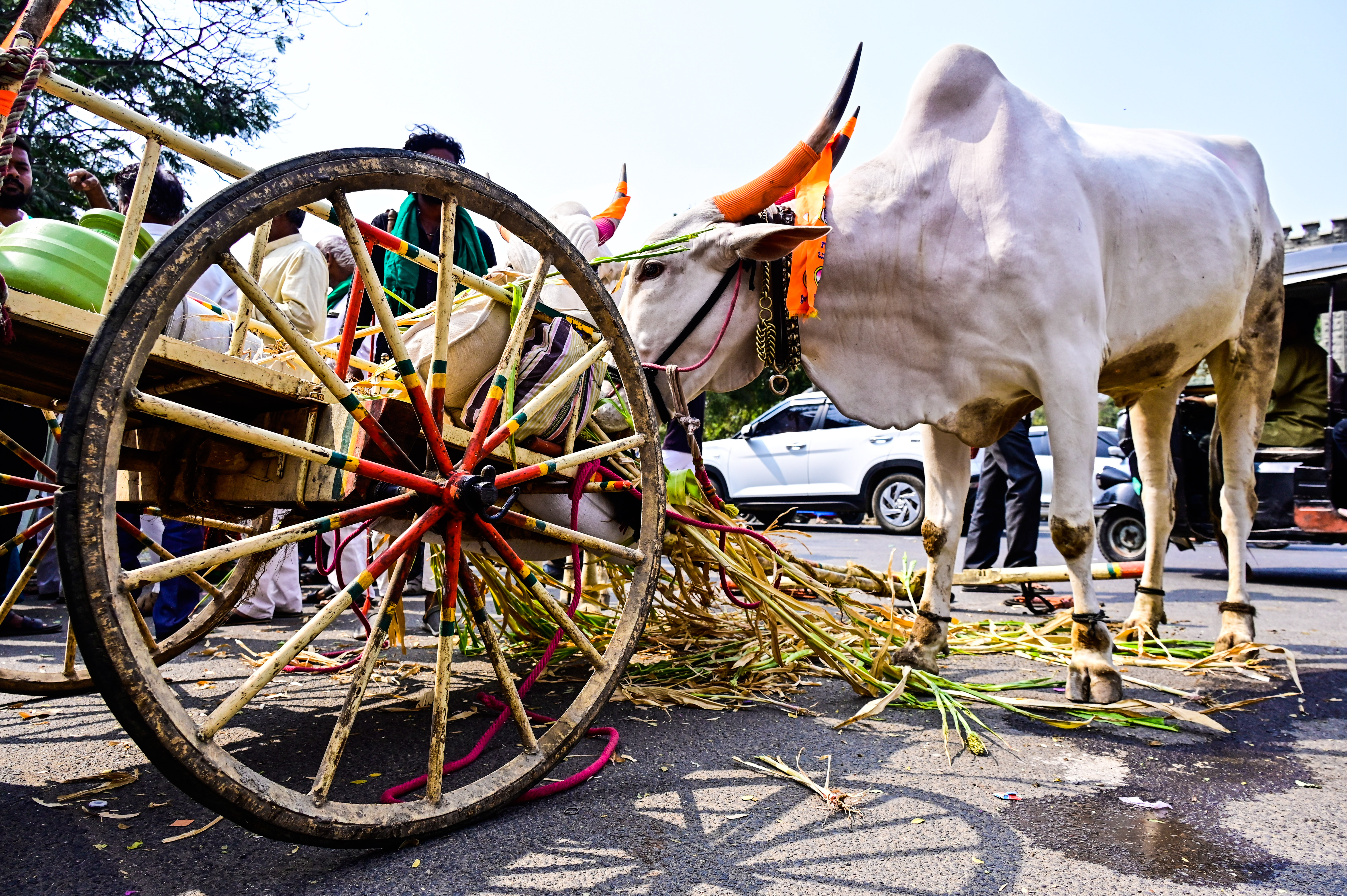 ಜಿಲ್ಲಾಧಿಕಾರಿ ಕಚೇರಿ ಎದುರು ಎತ್ತಿನ ಬಂಡಿಗೆ ಎತ್ತುಗಳನ್ನು ಕಟ್ಟಿ ಮೇವು ಉಣಿಸಿದ ನೋಟ     ಪ್ರಜಾವಾಣಿ ಚಿತ್ರ