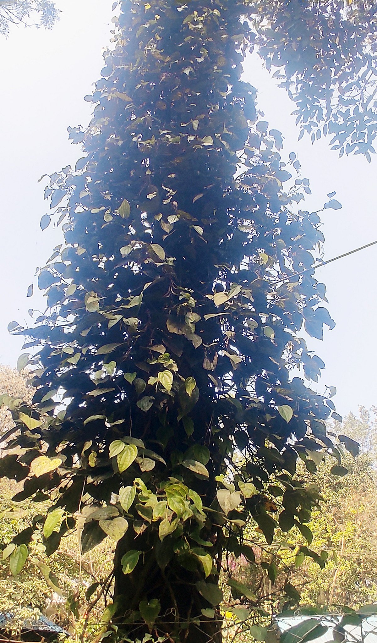 ಯಳಂದೂರು | ಬಳ್ಳಿ ನಾಶ: ಕಾಳು ಮೆಣಸು ಇಳುವರಿ ಕುಸಿತ