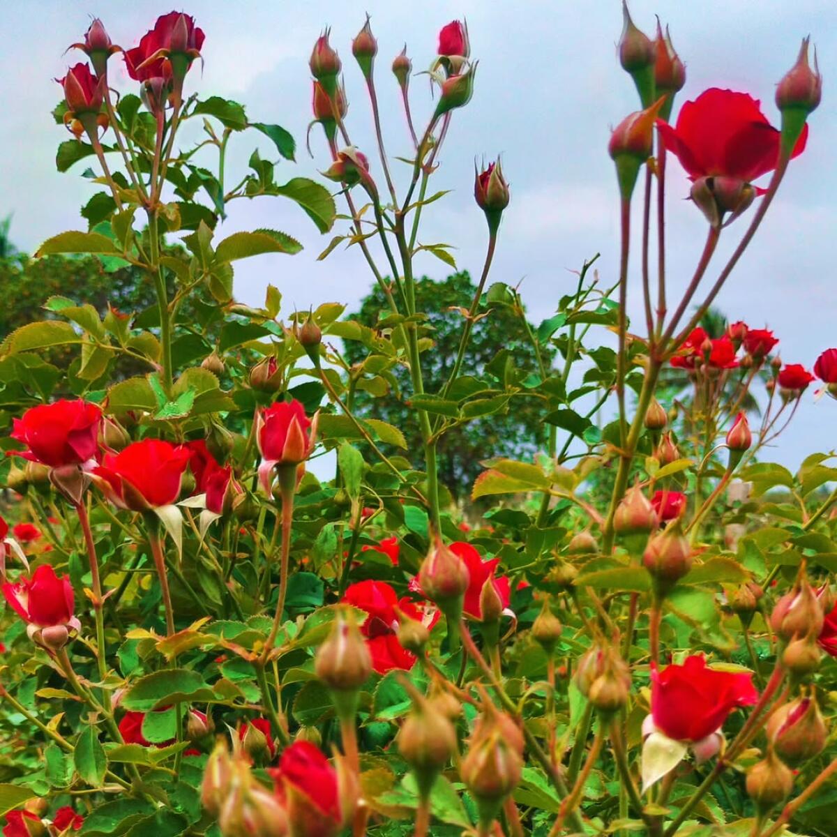 ಕೆಂಪು ಗುಲಾಬಿ