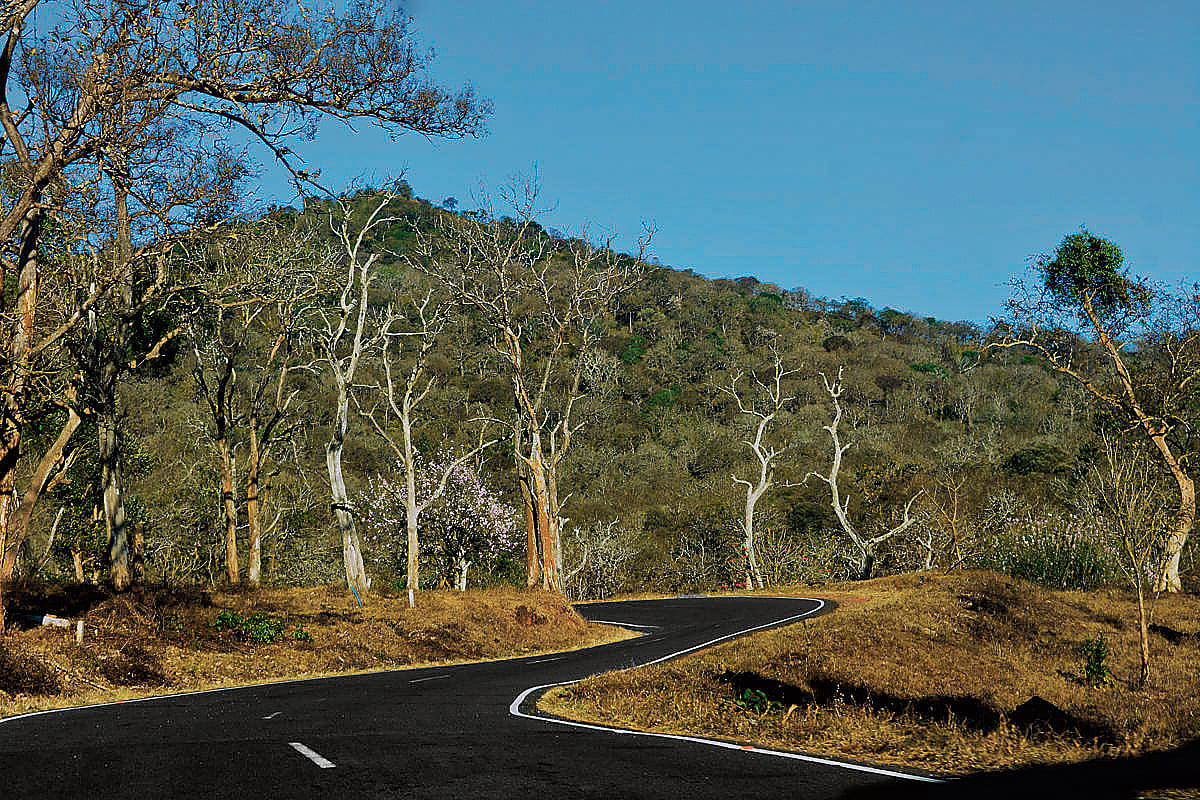 ಸಂಗತ | ಉಸಿರುಗಟ್ಟಿದ ಕಾಡು; ಕಾರಣ ನೂರಾರು