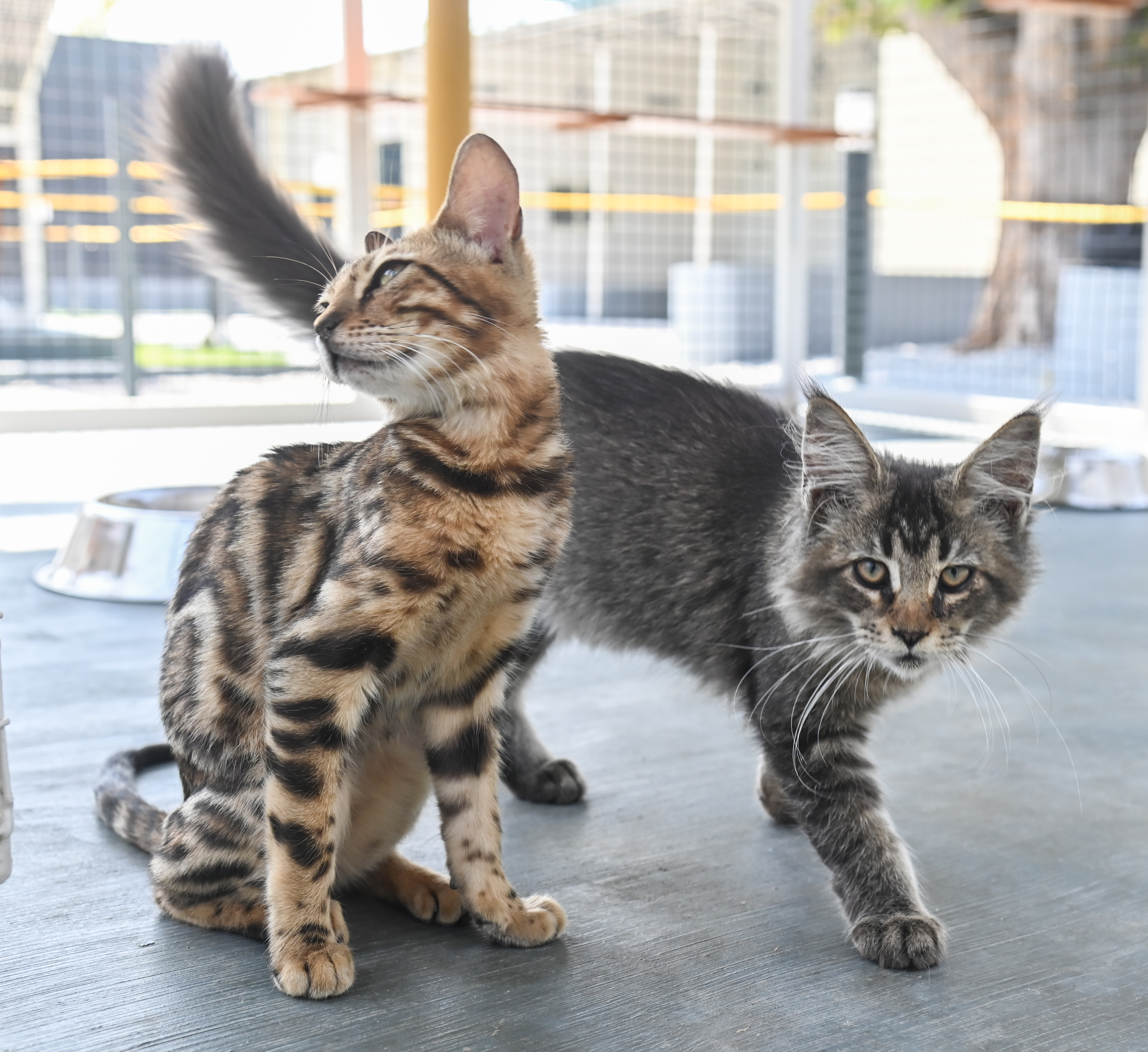 ಬೆಂಗಾಲ್‌ ತಳಿಯ ಬೆಕ್ಕುಗಳು