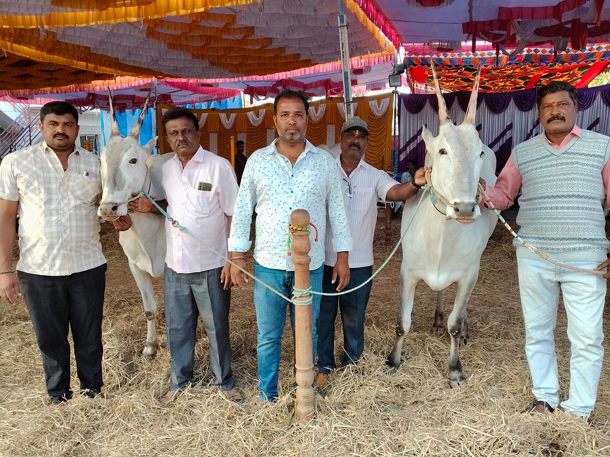 ಮುಡುಕುತೊರೆ ಜಾತ್ರೆ: ದನಗಳ ಪರಿಷೆ ಜೋರು