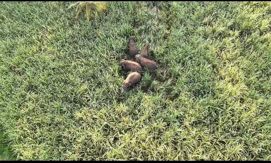 ಉಪ್ಪಿನಕೆರೆಯಲ್ಲಿ ಐದು ಕಾಡಾನೆಗಳು ಗೋಚರ: ಗ್ರಾಮಸ್ಥರಲ್ಲಿ ಆತಂಕ 