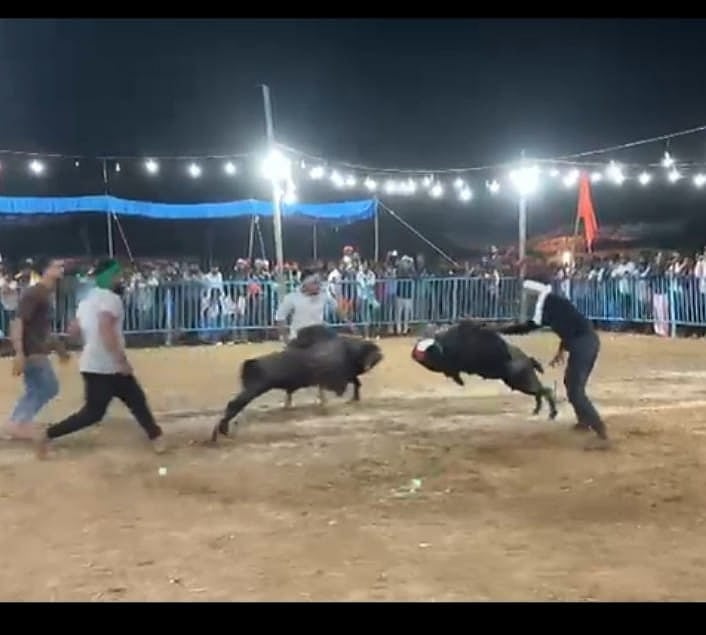 ಚಿಕ್ಕಜಾಜೂರು | ಮೈನವಿರೇಳಿಸಿದ ಟಗರು ಕಾಳಗ; ಹೊಳಲ್ಕೆರೆ ಮಾರ್ಕೋ ಪ್ರಥಮ