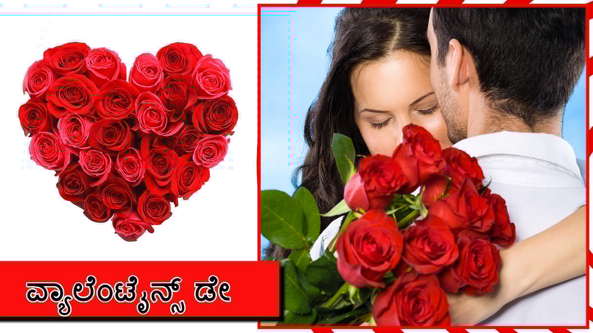 Valentine's Day:ಪ್ರೇಮಿಗಳಿಗಷ್ಟೇ ಅಲ್ಲ ಬೆಳೆಗಾರರಿಗೂ ಖುಷಿ ತರುವ ಕೆಂಪು ಗುಲಾಬಿ