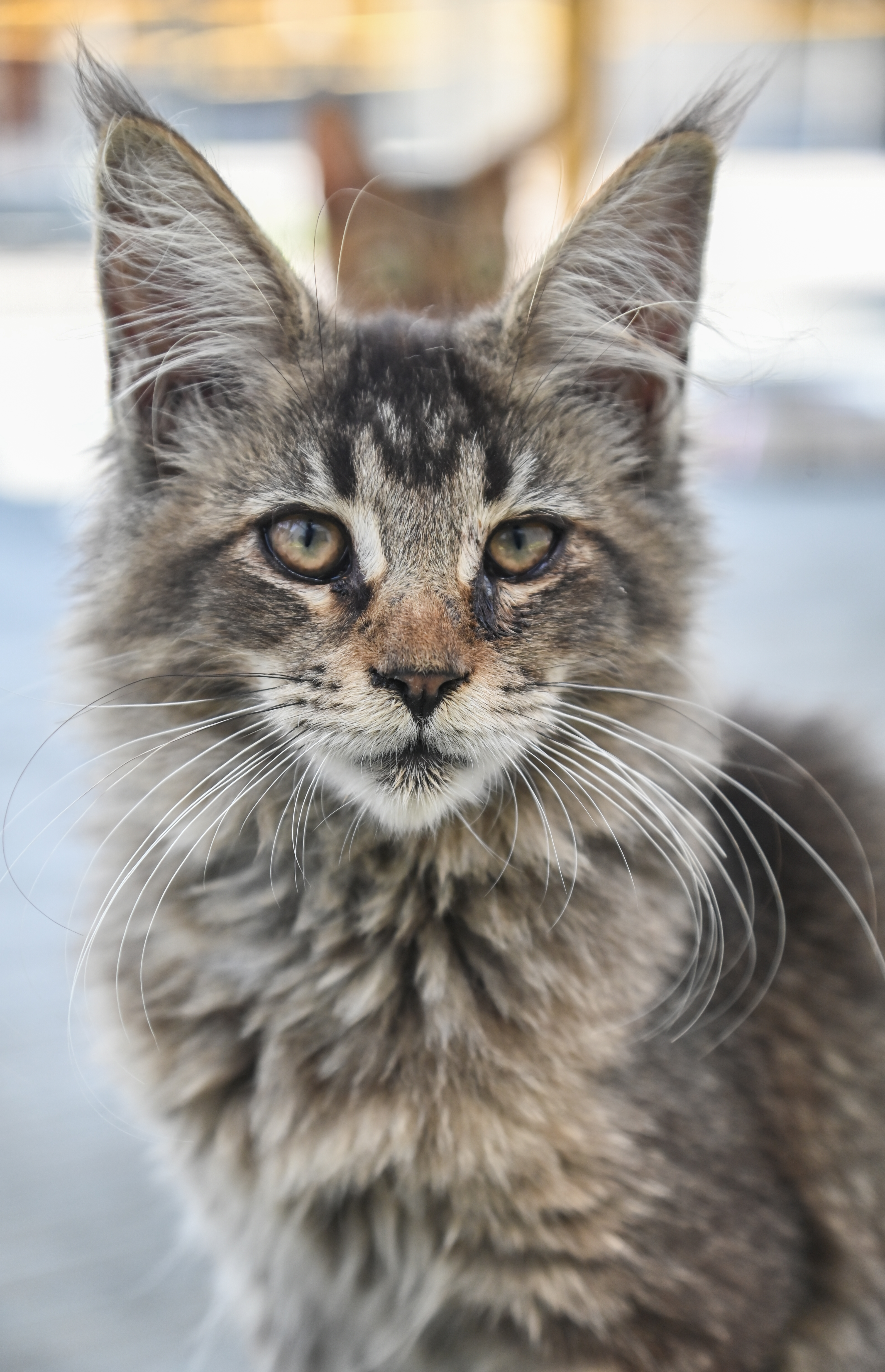 ಜಿನ್ ಮಿನ್ ಕ್ಯಾಟ್ ವರ್ಲ್ಡ್‌ನಲ್ಲಿರುವ ‌ಬೆಕ್ಕು
