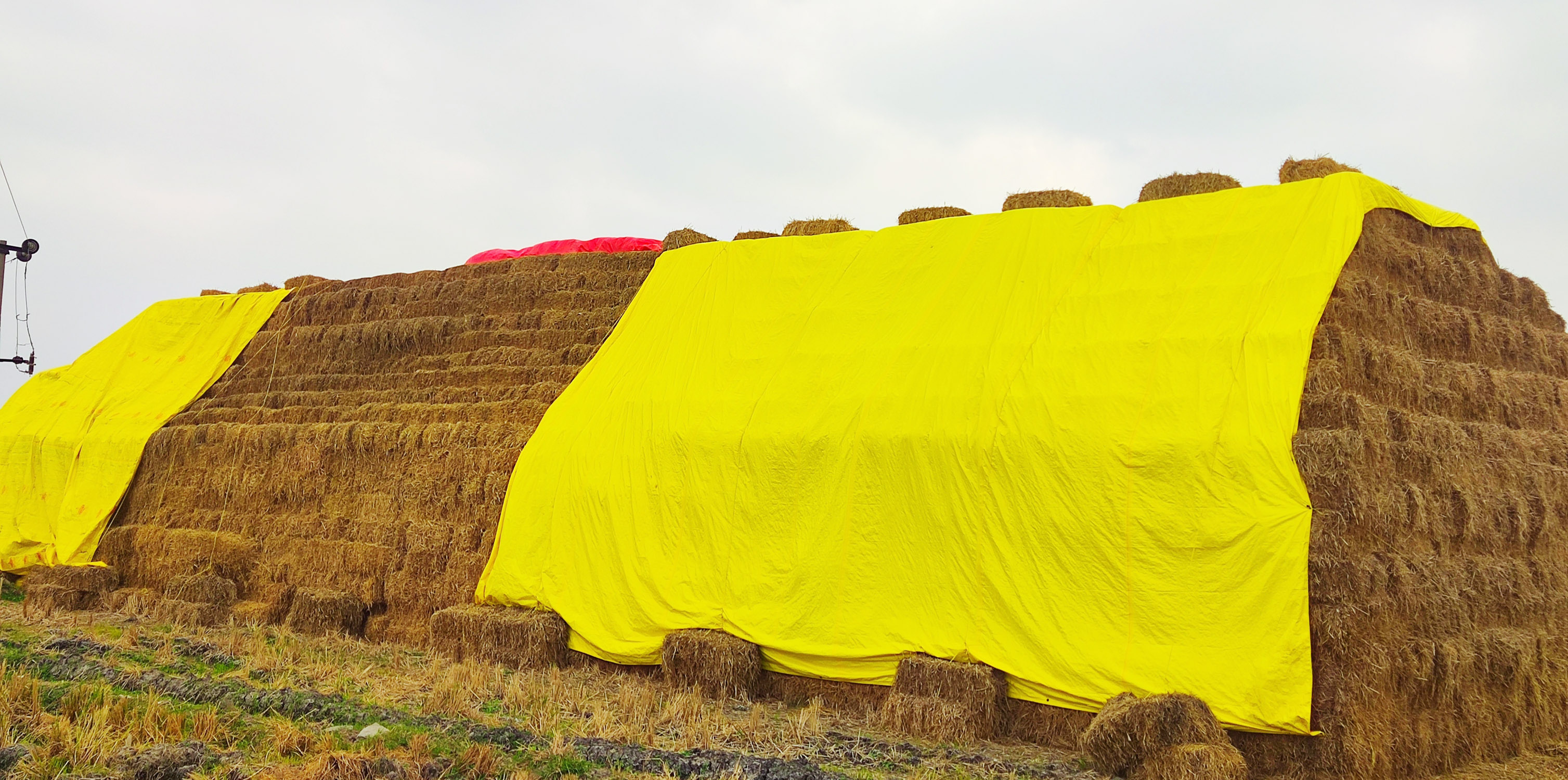 ಕಂಪ್ಲಿ ತಾಲ್ಲೂಕಿನಲ್ಲಿ ಮೇವು ಸಂಗ್ರಹಿಸಿ ಬಣವಿ ಹಾಕಿರುವ ರೈತರು ಮುಂಜಾಗ್ರತೆಯಾಗಿ ಪ್ಲಾಸ್ಟಿಕ್ ಹೊದಿಕೆ ಹಾಕಿ ರಕ್ಷಿಸಿದ್ದಾರೆ   