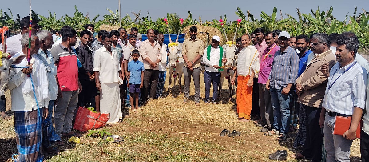 ಬೆಟ್ಟದಪುರ ಜಾನುವಾರು ಜಾತ್ರೆಗೆ ಚಾಲನೆ