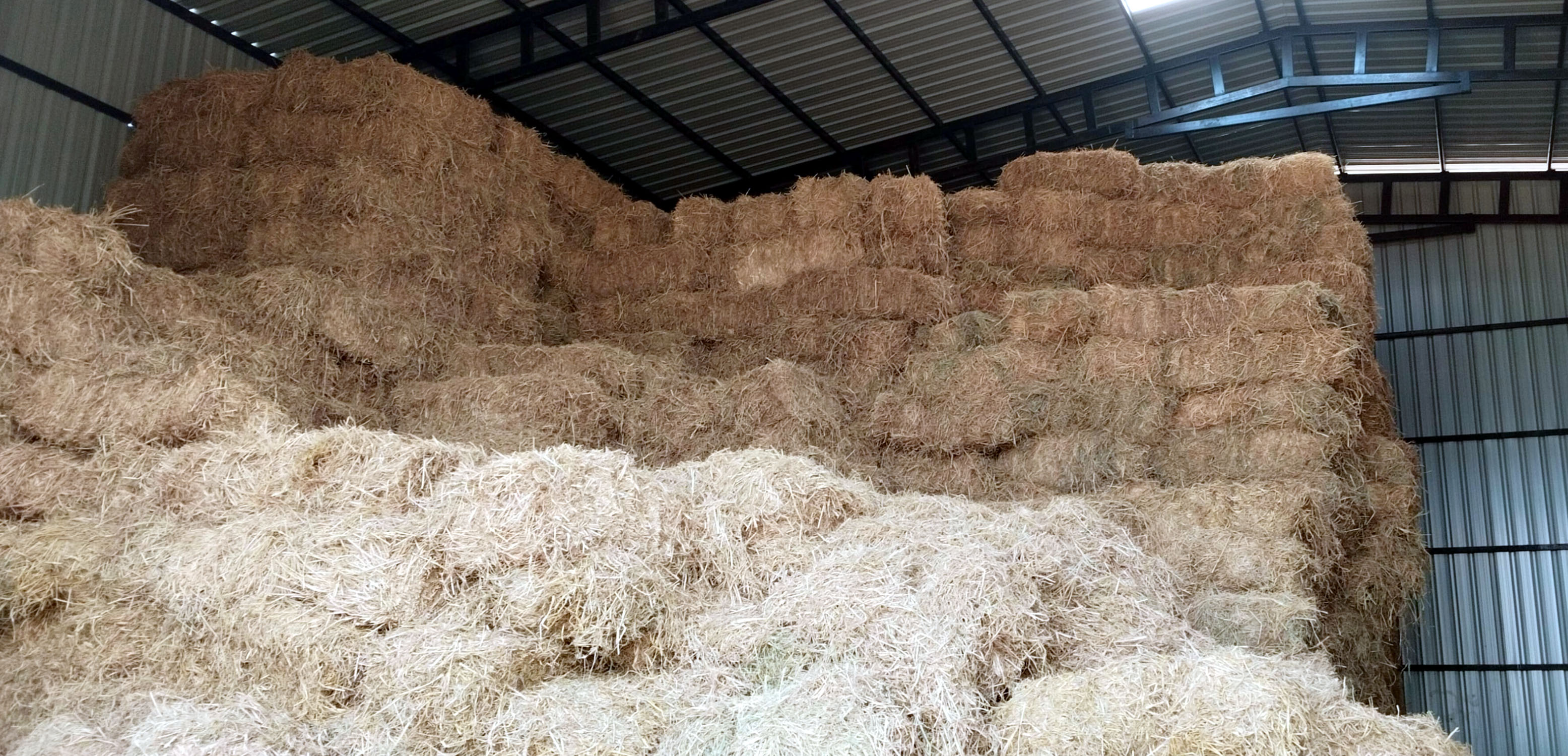 ಕಂಪ್ಲಿ ತಾಲ್ಲೂಕು ದೇವಸಮುದ್ರ ಕ್ರಾಸ್ ಬಳಿಯ ಕಾಮಧೇನು ಗೋಶಾಲಾ ಸೇವೆ ಟ್ರಸ್ಟ್‍ನವರು ಶೆಡ್‍ನಲ್ಲಿ ಮೇವು ಸಂಗ್ರಹಿಸಿರುವ ದೃಶ್ಯ  