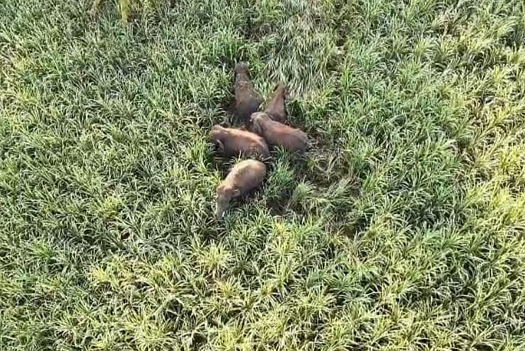 ಮಂಡ್ಯ: ಕಬ್ಬಿನಗದ್ದೆಯಲ್ಲಿ ಕಾಡಾನೆಗಳು ಗೋಚರ; ಉಪ್ಪಿನಕೆರೆ ಗ್ರಾಮಸ್ಥರಲ್ಲಿ ಆತಂಕ