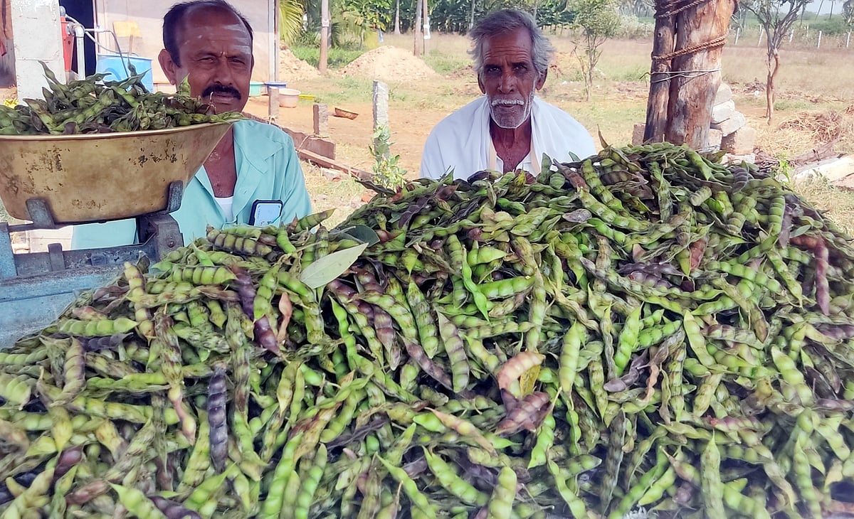 ಸುವರ್ಣೆಯ ಸೆರಗಿನಲ್ಲಿ ತೊಗರಿ ಹೊನಲು