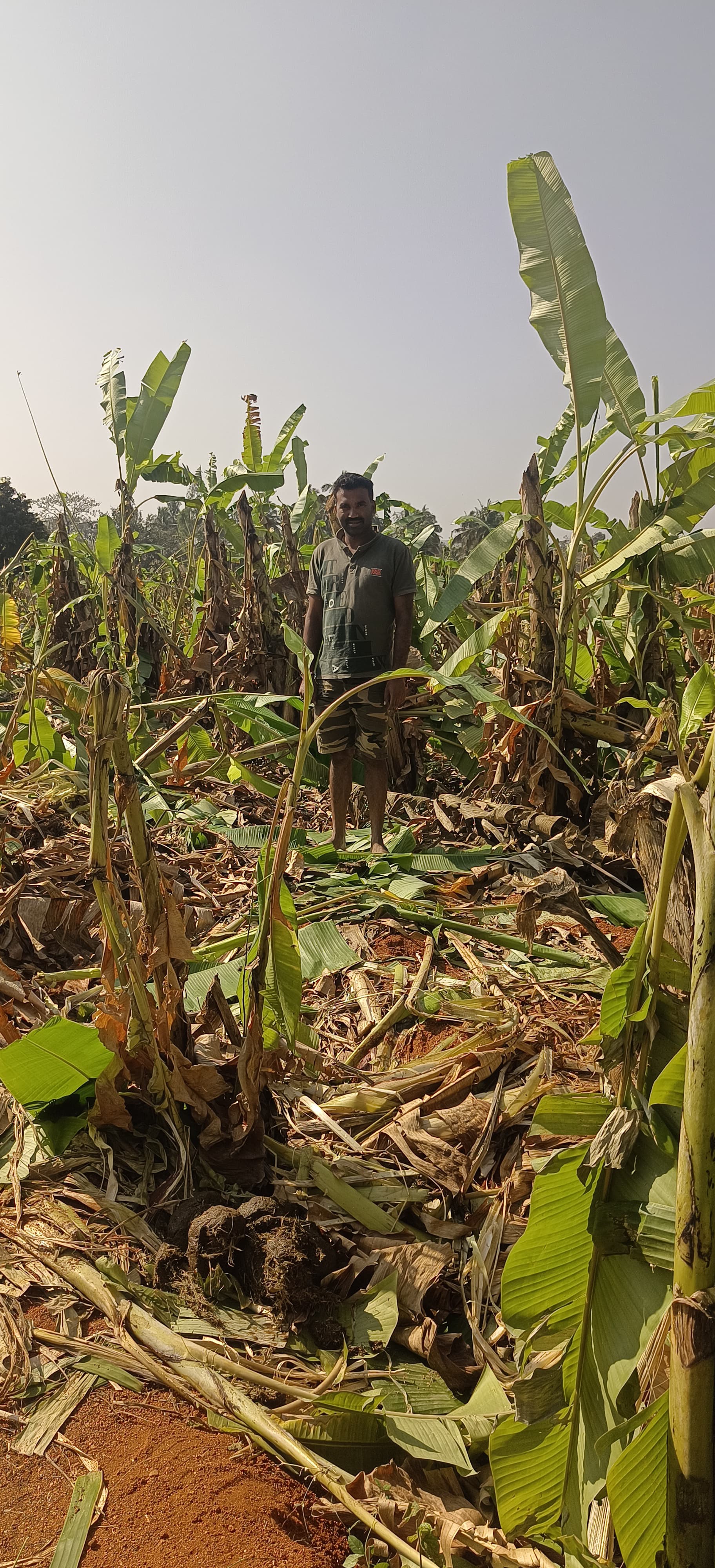 ಬಾಳೆ ಬೆಳೆ ನಾಶಪಡಿಸಿರುವುದು