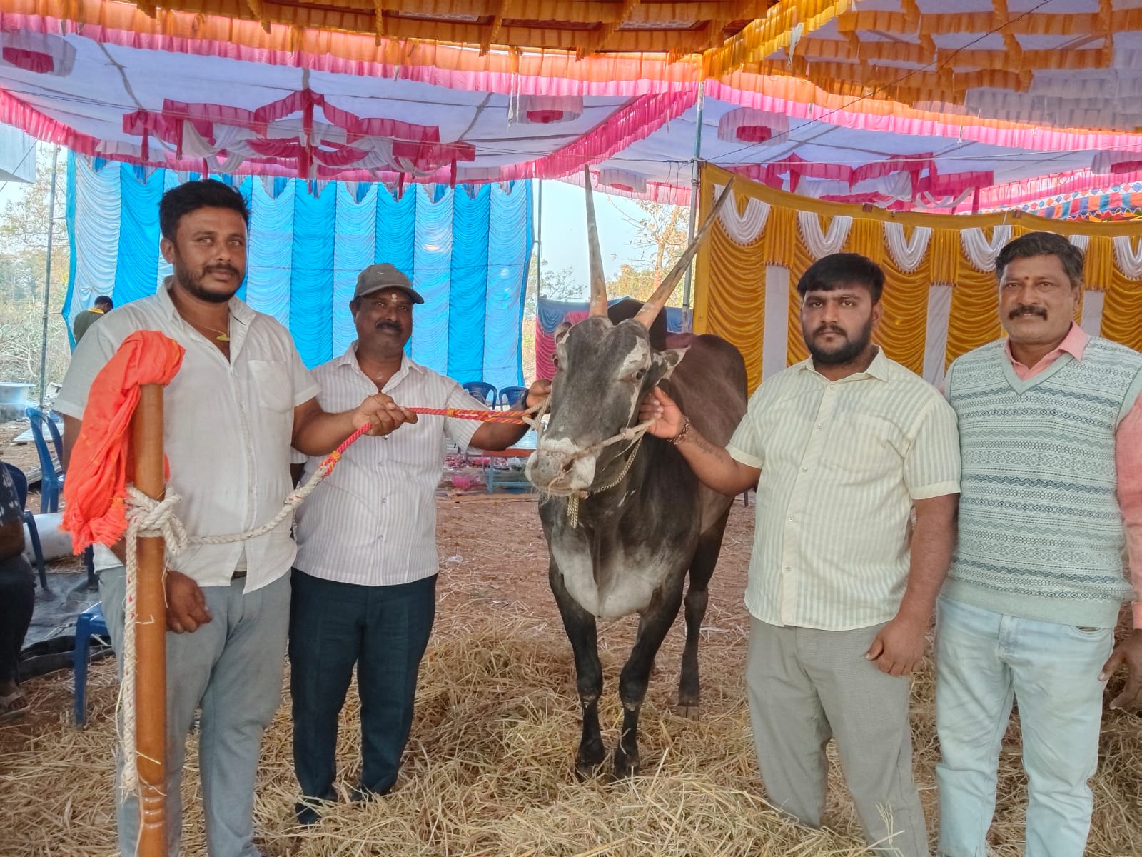 ತಿ.ನರಸೀಪುರ ತಾಲ್ಲೂಕಿನ ಮುಡುಕುತೊರೆ ಜಾತ್ರೆಯ ದನಗಳ‌ ಪರಿಷೆಯಲ್ಲಿರುವ ಹಳ್ಳಿಕಾರ್ ತಳಿಗಳು