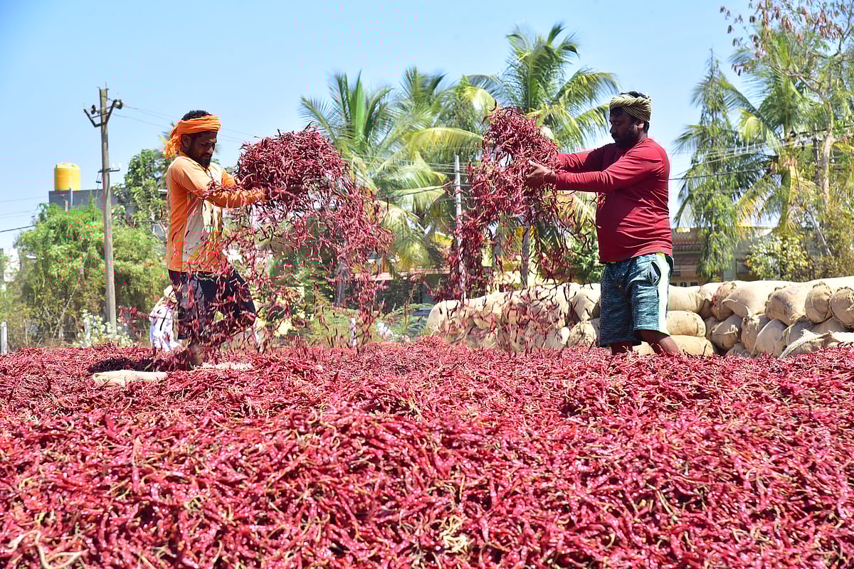 ಬ್ಯಾಡಗಿ: ಮೆಣಸಿನಕಾಯಿ ಆವಕ, ಬೆಲೆ ಹೆಚ್ಚಳ