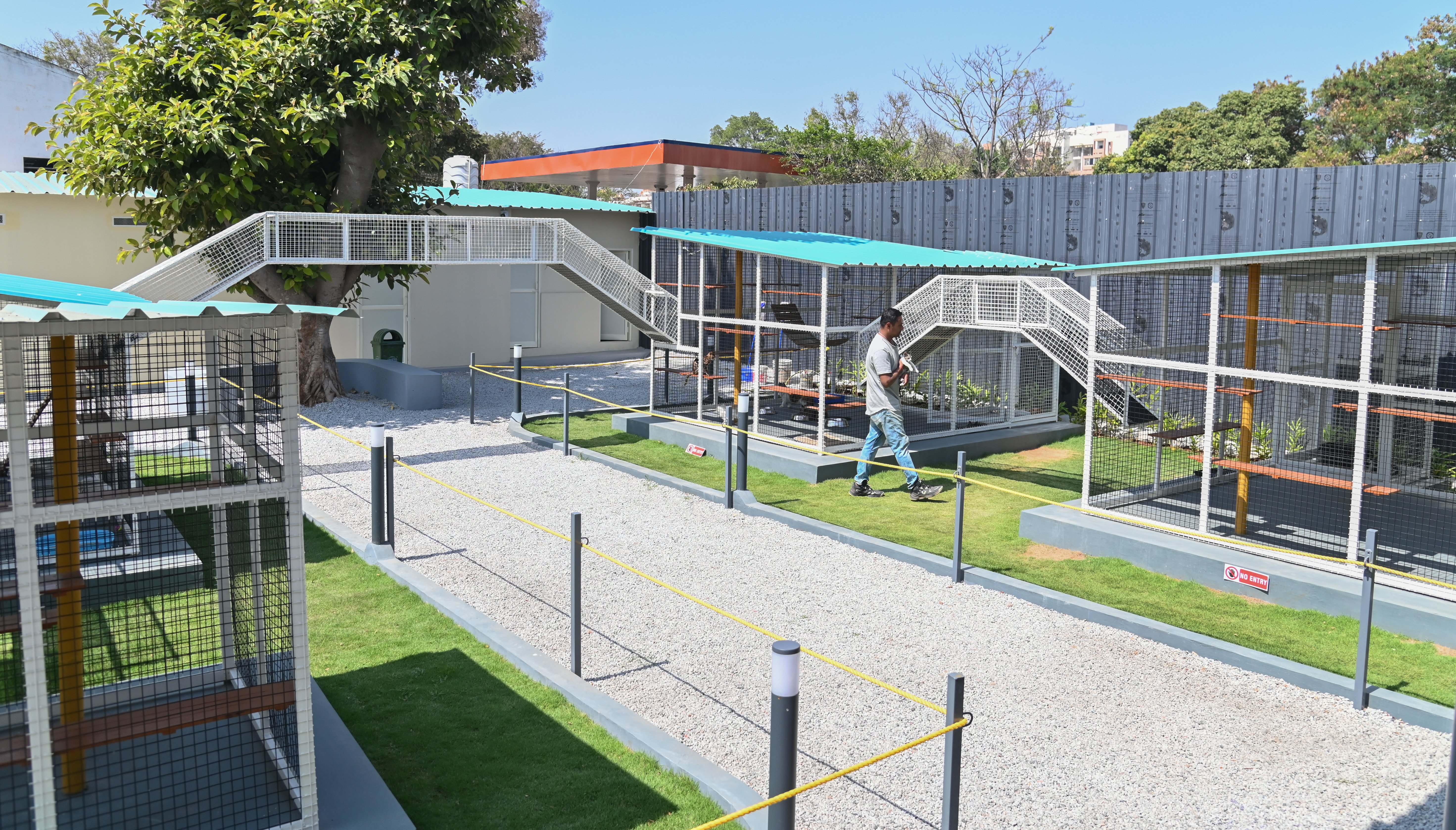 ಮೈಸೂರಿನ ನಂಜನಗೂಡು ರಸ್ತೆಯಲ್ಲಿರುವ ಜಿನ್ ಮಿನ್ ಕ್ಯಾಟ್ ವರ್ಲ್ಡ್‌ನಲ್ಲಿ ಬೆಕ್ಕುಗಳಿಗೆ ಓಡಾಡಲು ವಿಶಾಲ ಗೂಡು ನಿರ್ಮಿಸಿರುವುದು