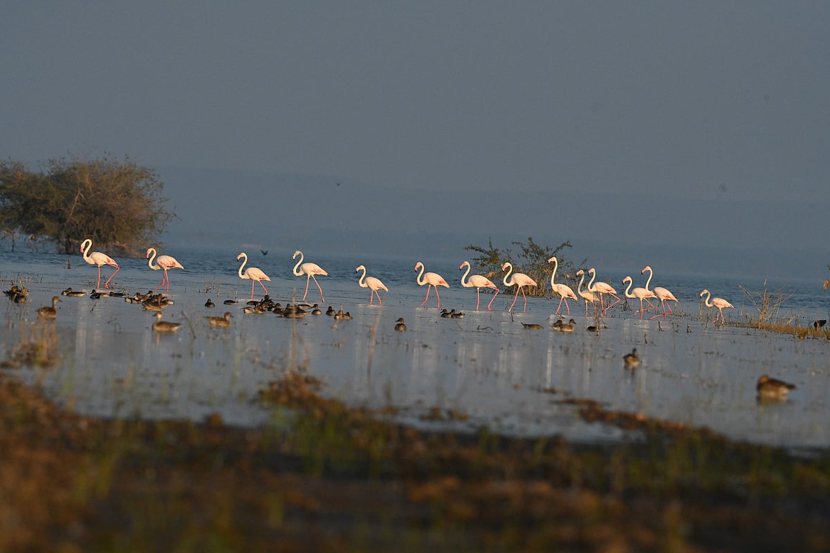 ಅಪರೂಪವಾದ ಬಾನಾಡಿಗಳ ಕಲರವ: ಲಕ್ಷಾಂತರ ಪಕ್ಷಿಗಳ ಆವಾಸ ತಾಣವಾದ ಕೃಷ್ಣೆಯ ಹಿನ್ನೀರು