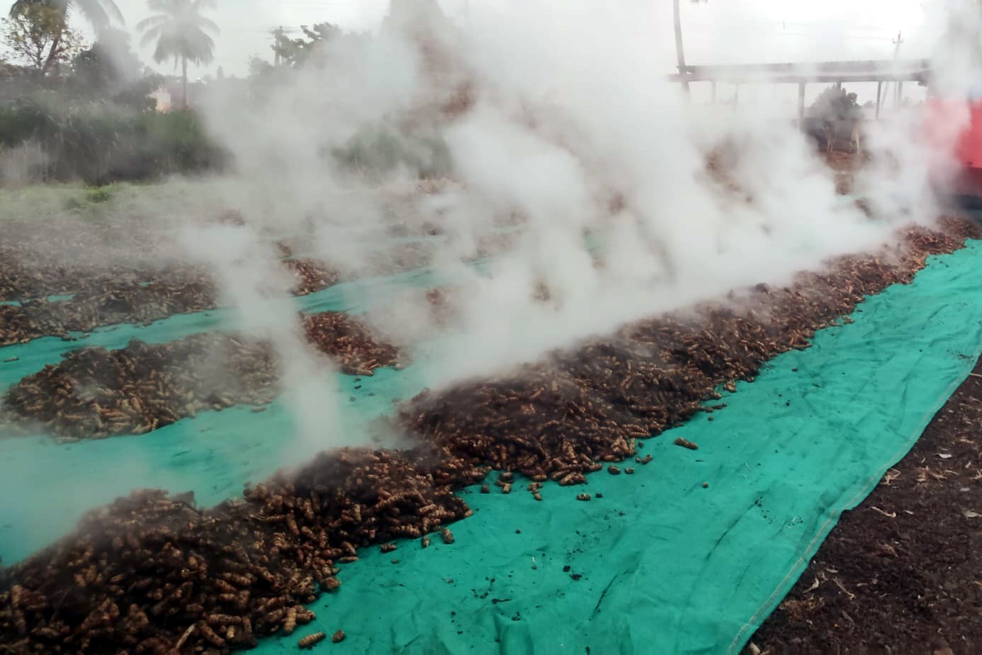 ಕುದಿಸಿದ ಅರಿಸಿನ ಬೀಜಗಳನ್ನು ಟ್ರ್ಯಾಕ್ಟರ್ ಮೂಲಕ ಒಣಗಲು ಹಾಕಿದರು